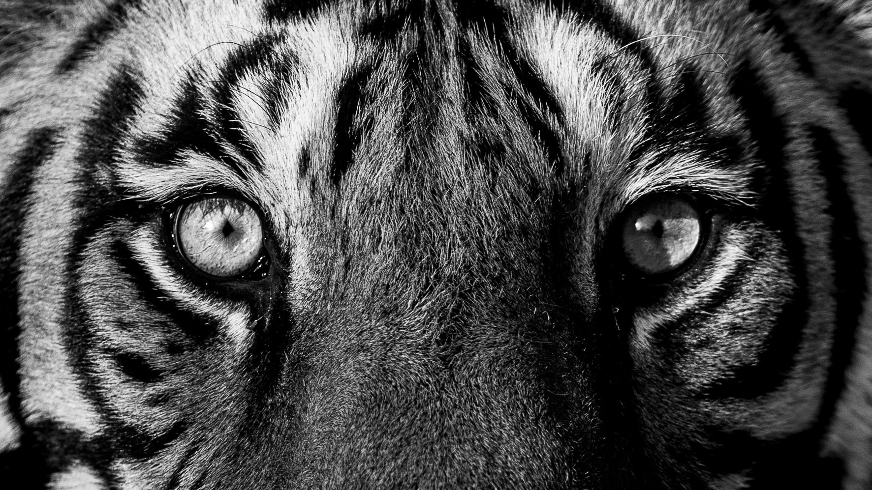 Regards d'un tigre en noir et blanc