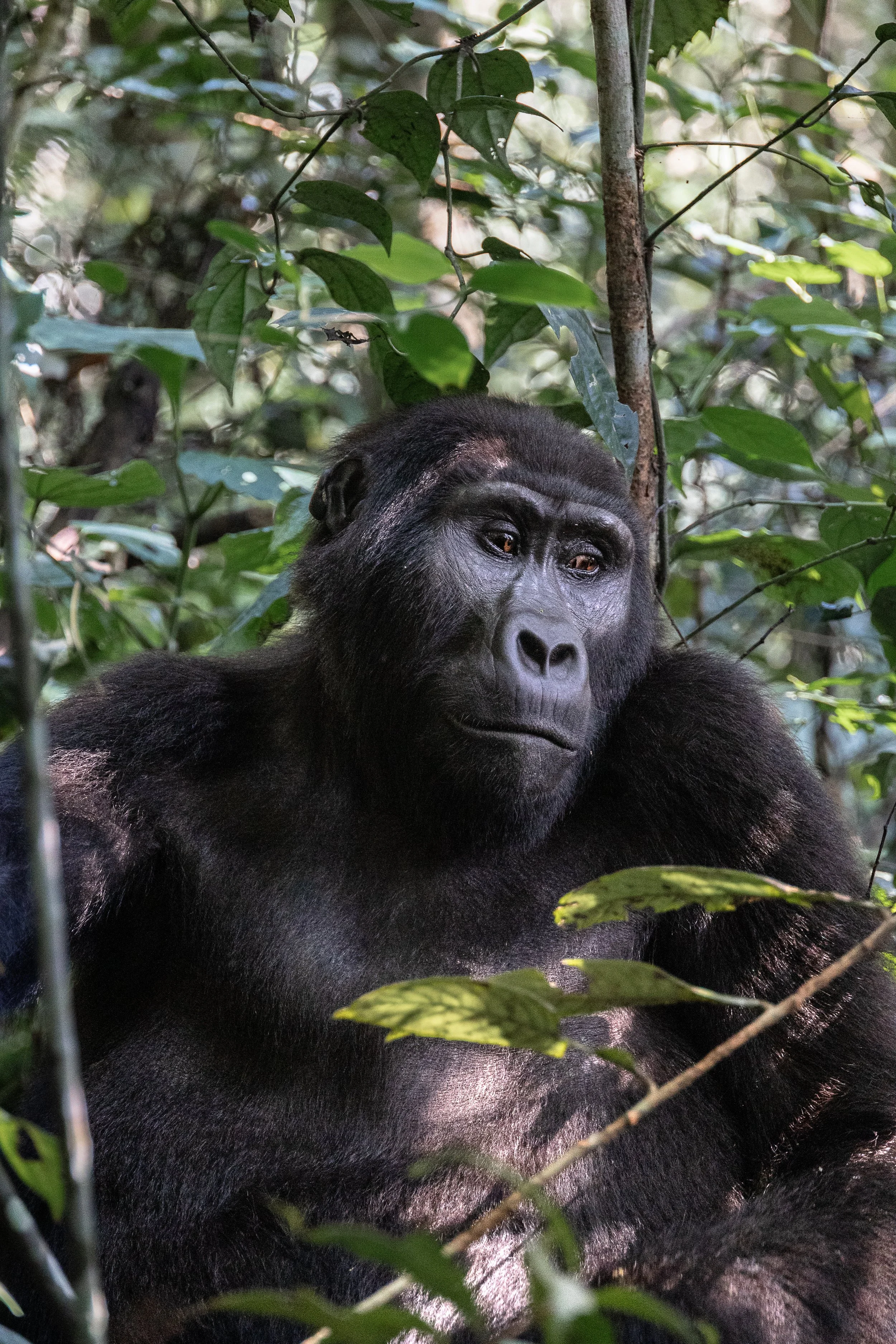 Portrait de gorille dans la forêt impénétrable de Bwinid