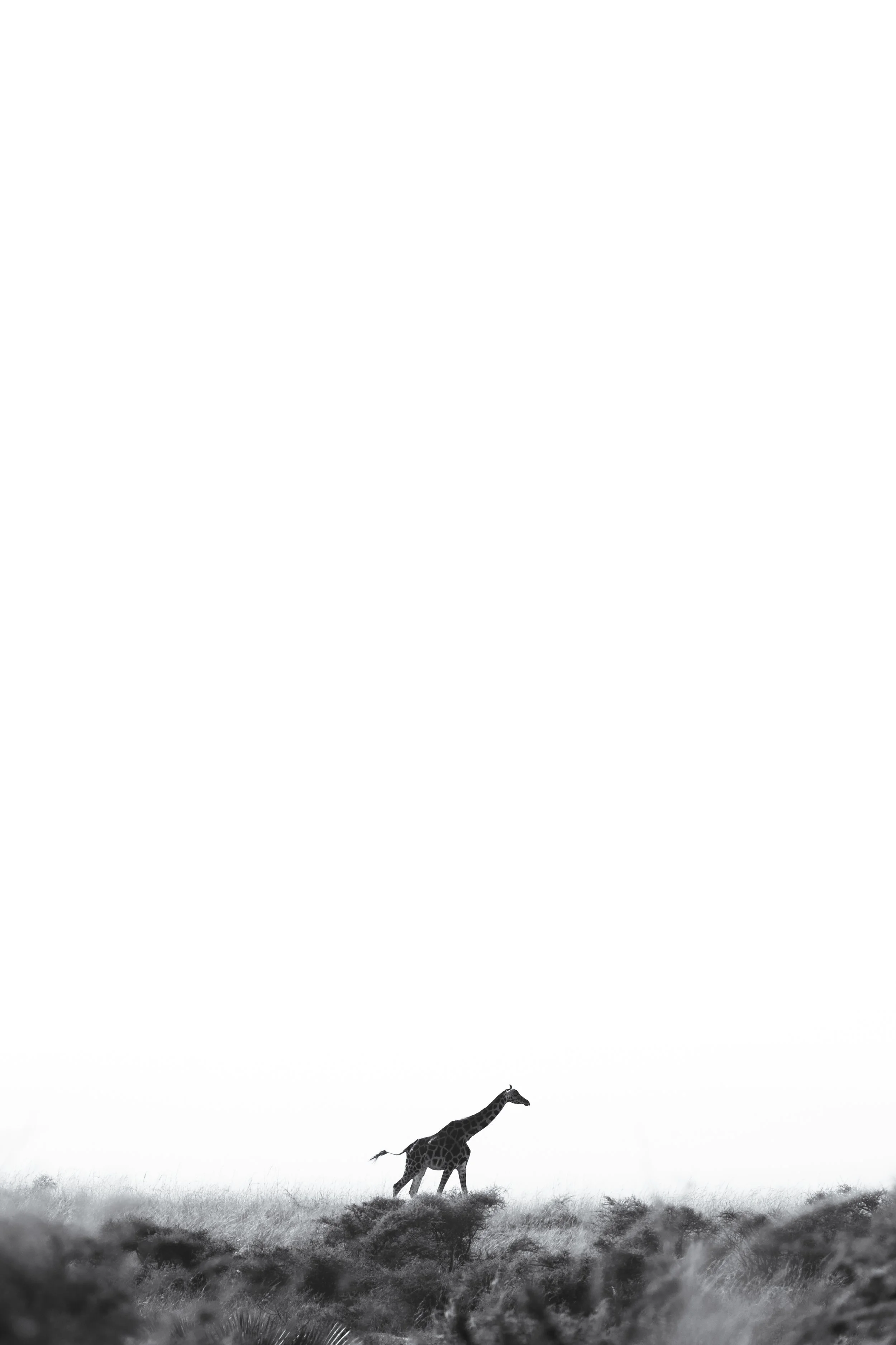 Girafe à l'horizon