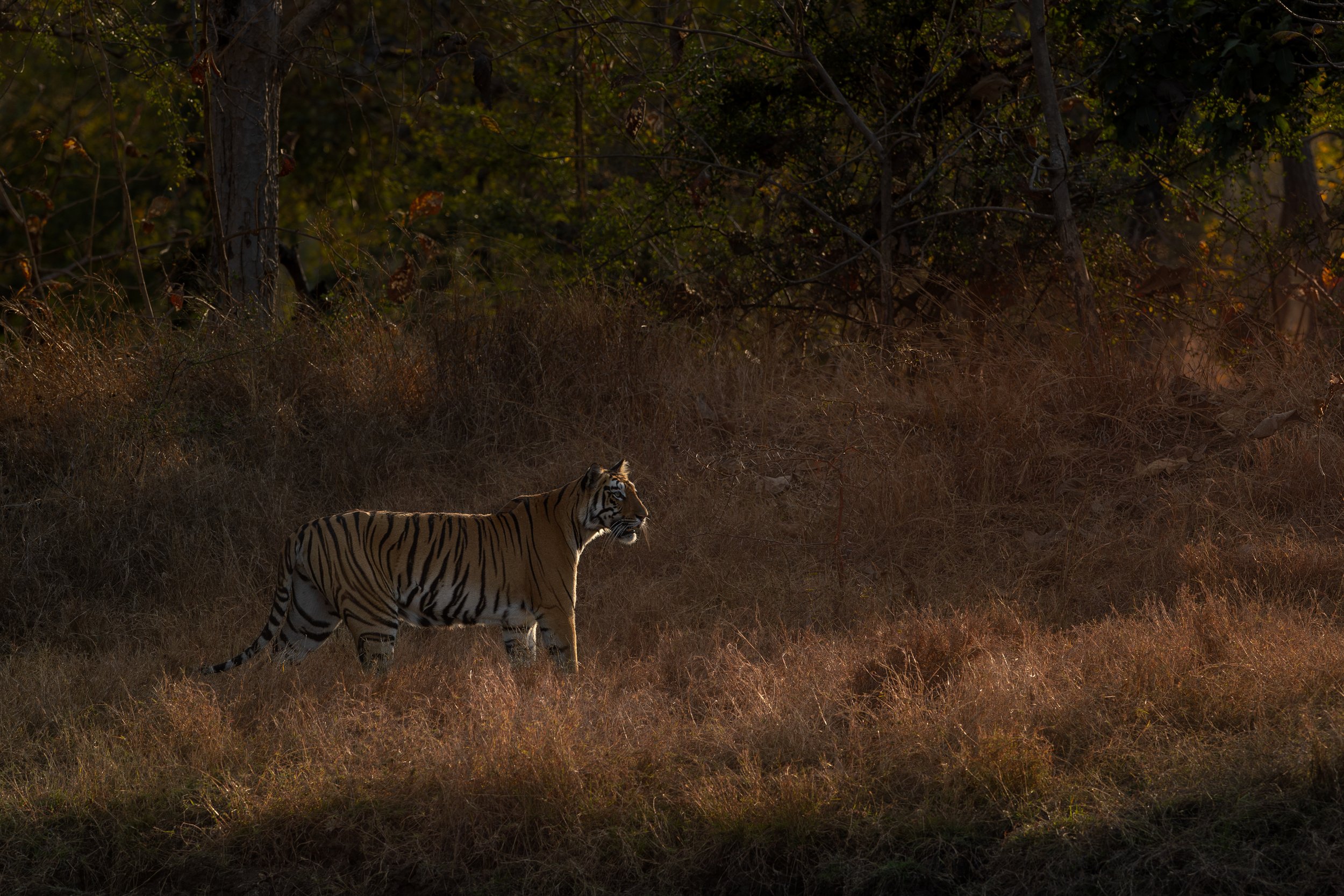 tigre à contre jour