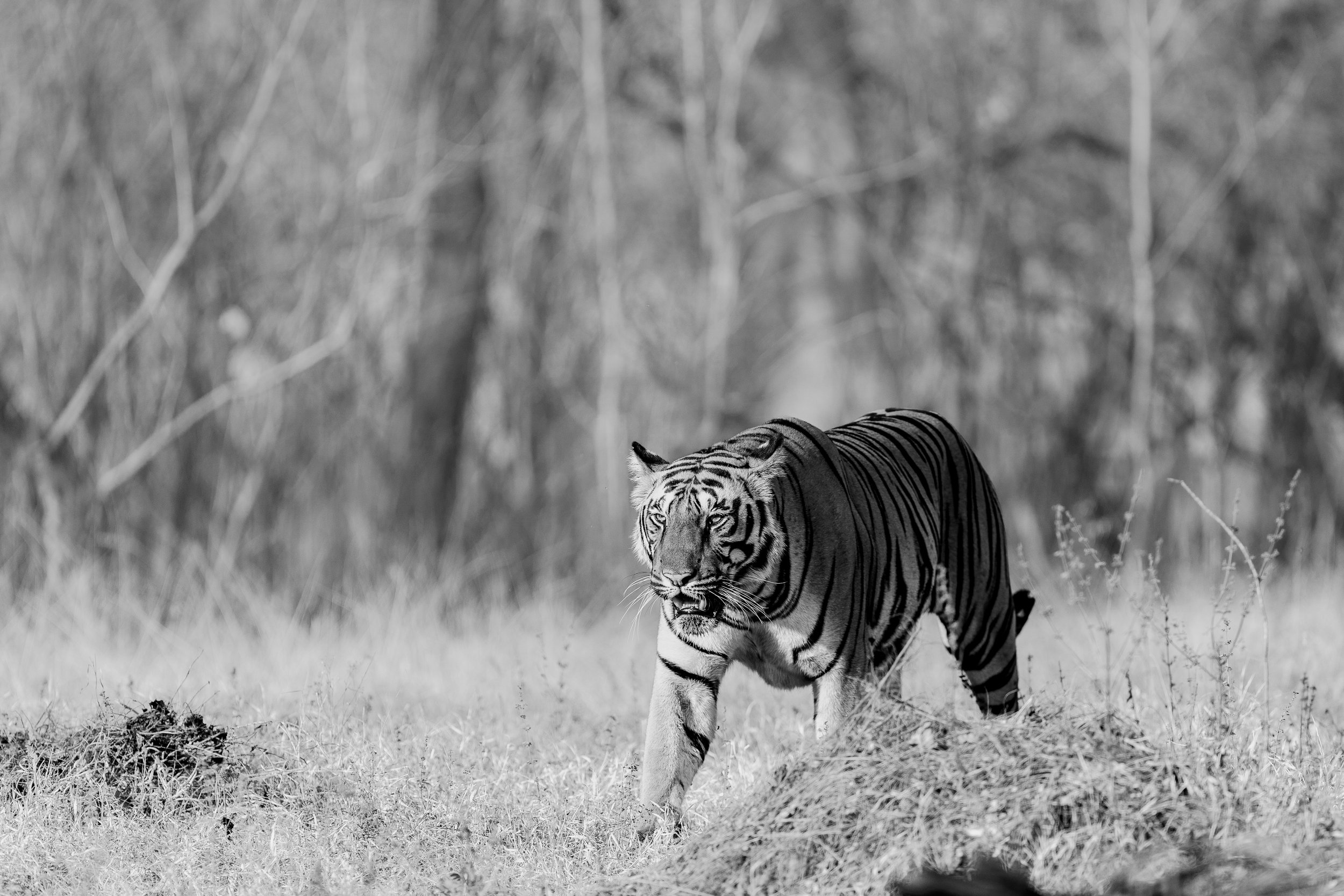 Tigre marchant