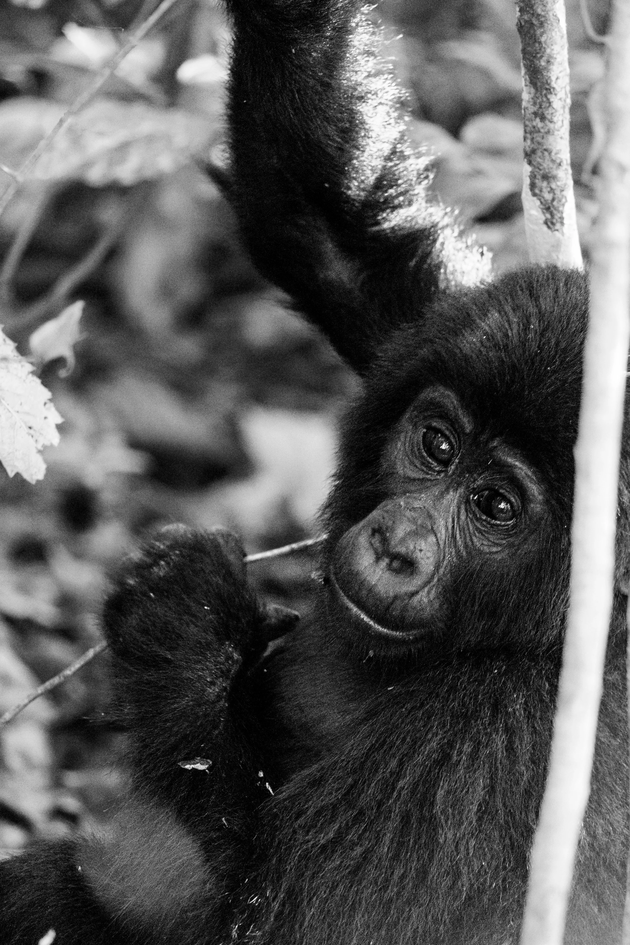 Portrait d'un jeune gorille