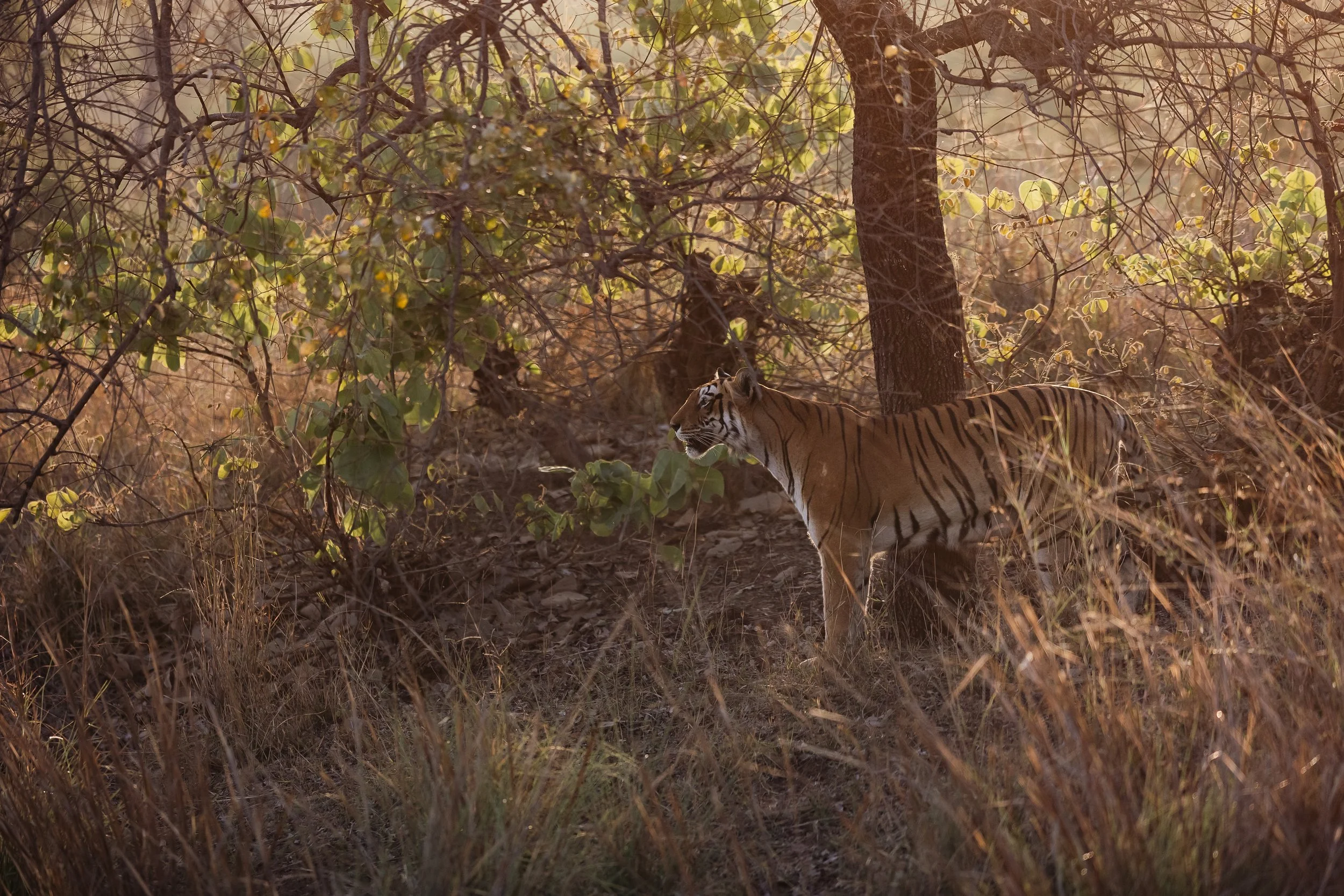 Tigresse au lever du soleil dans le parc national de Tadoba