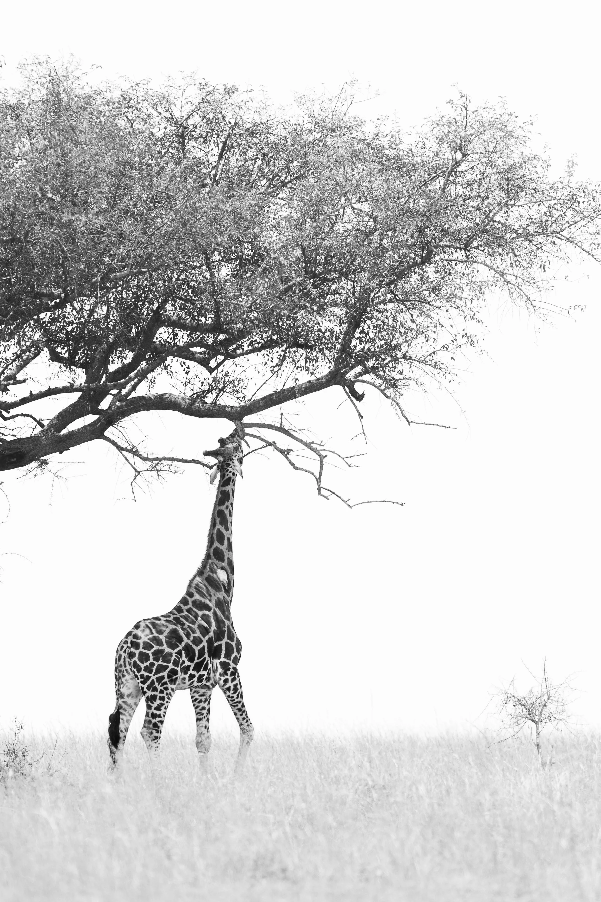 Girafe mangeant à un arbre en hauteur au dessus d'elle
