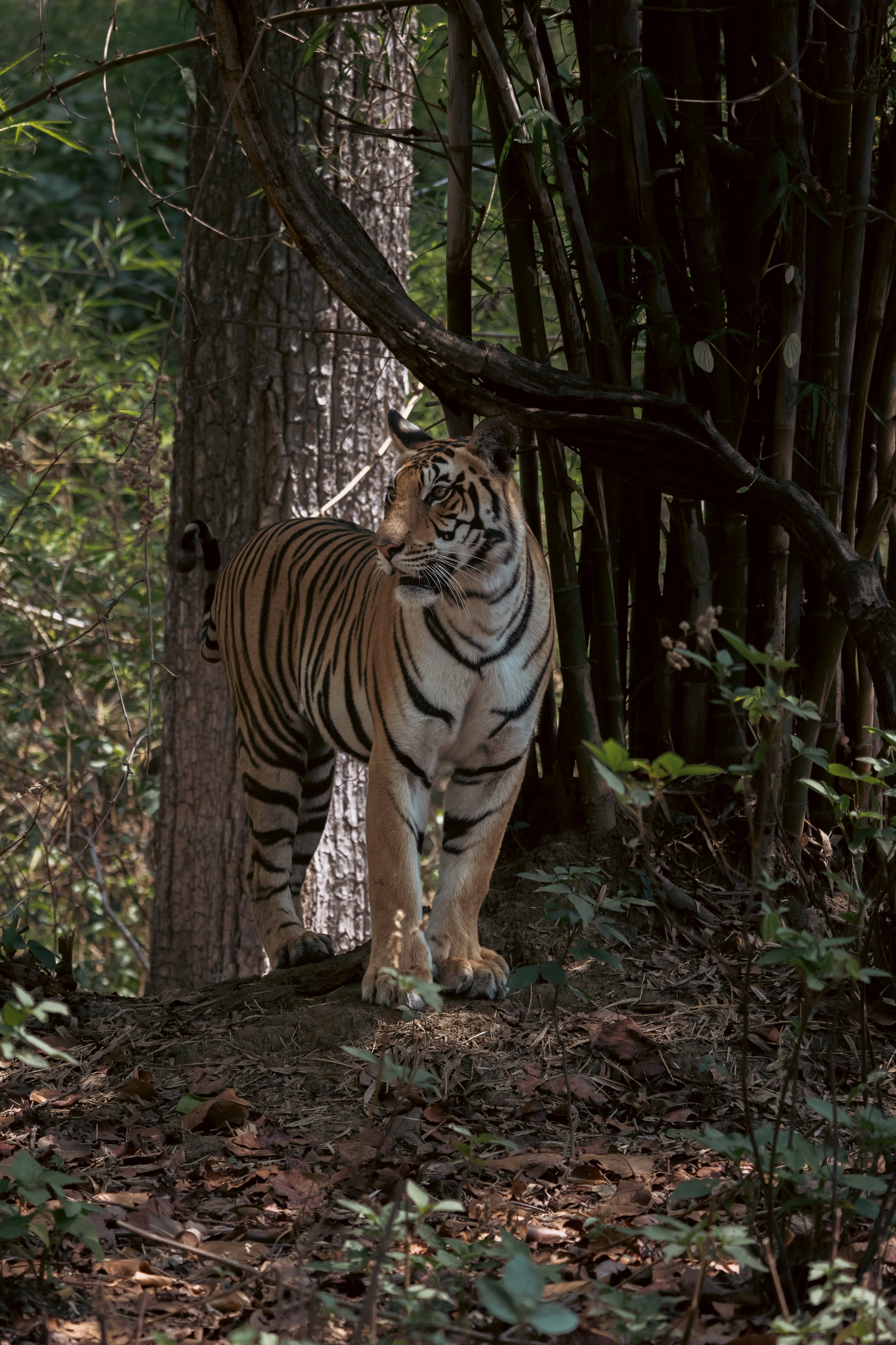 Tigresse sortant de la jungle à côté de bambou