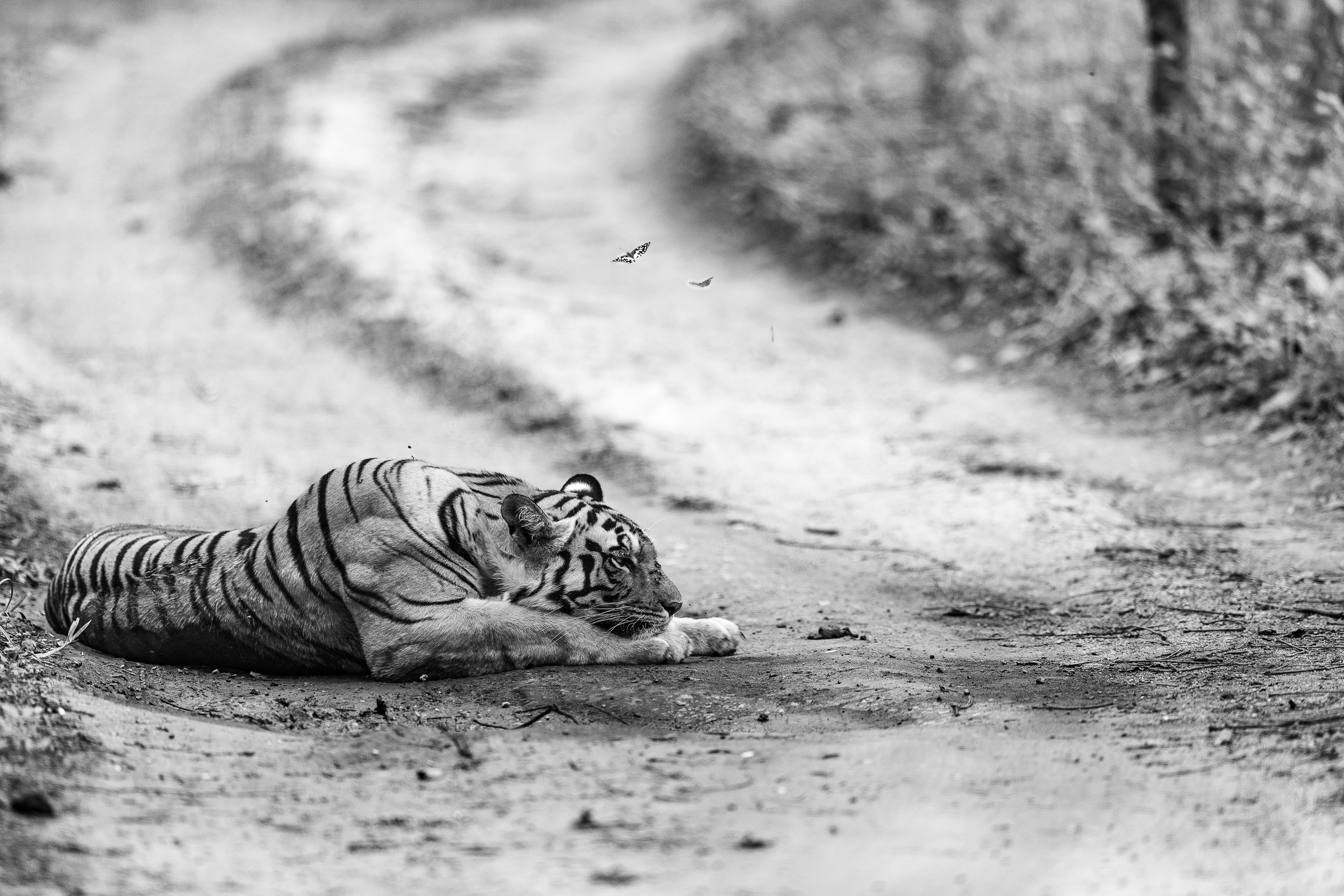 Tigre couché dans la boue avec des papillons