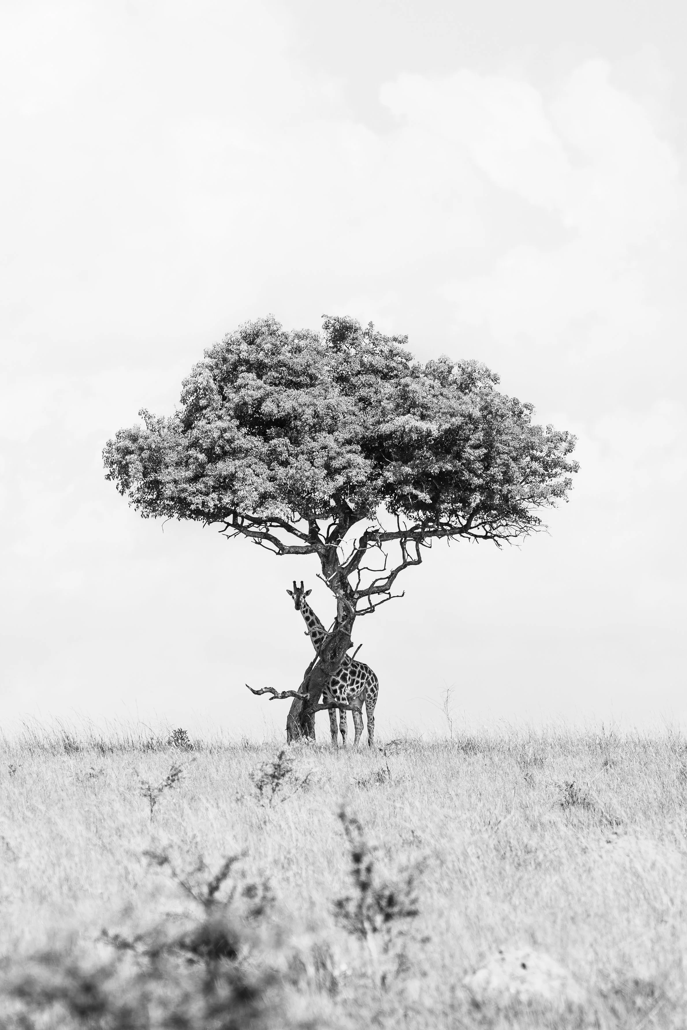 Girafe croisant son cou avec un arbre