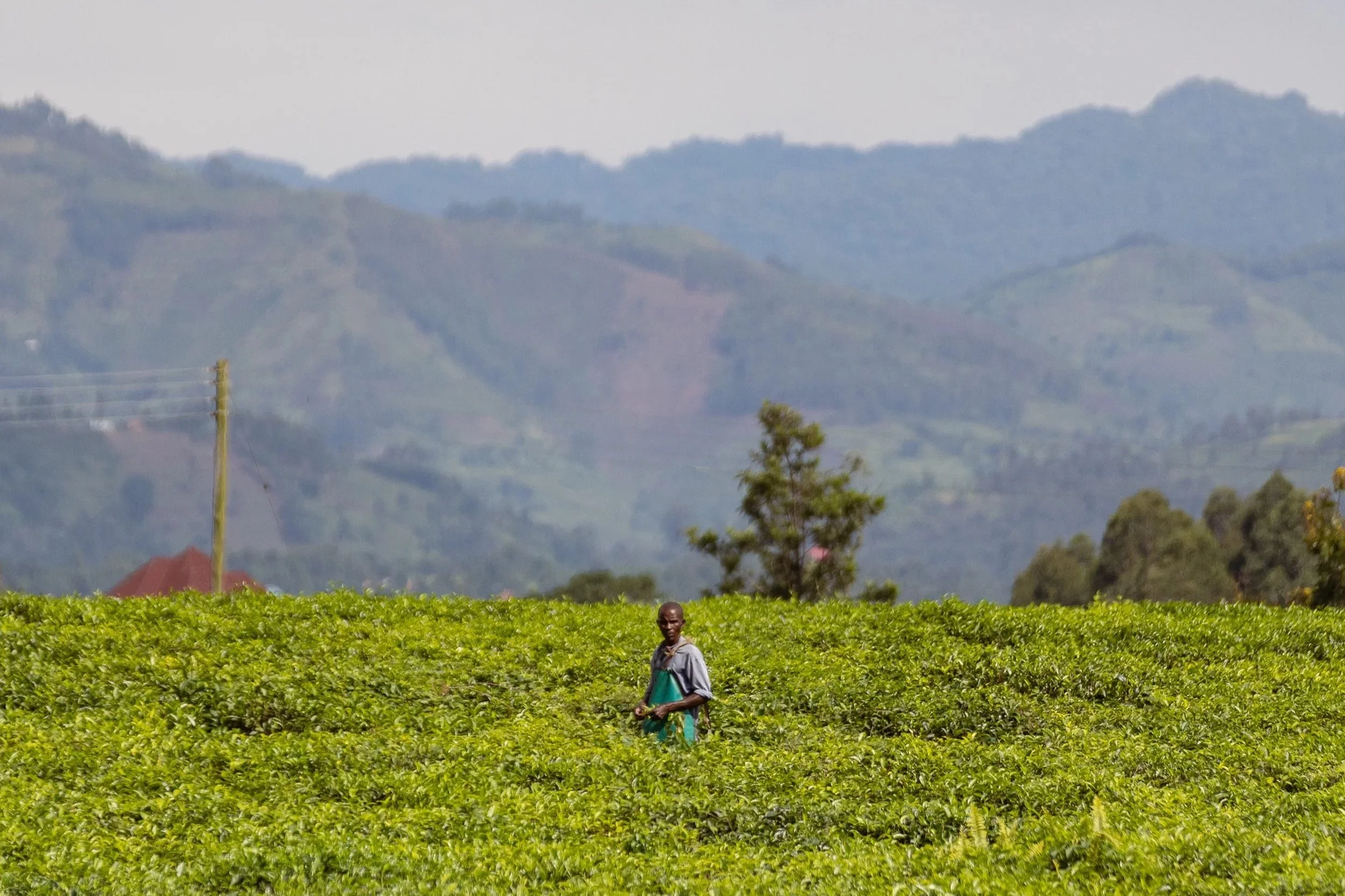 Ougandais récoltant du thé à Bwindi en Ouganda