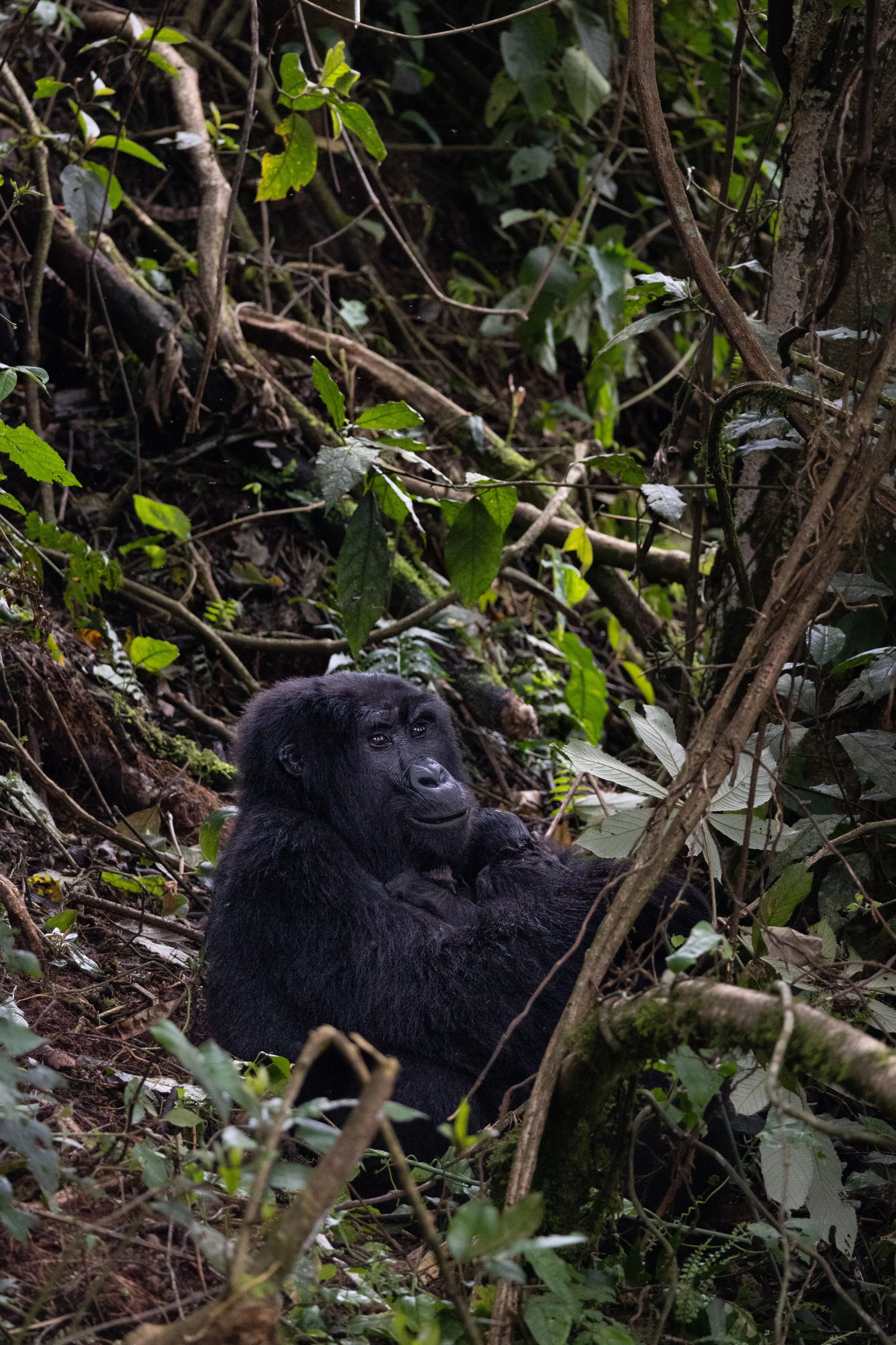 Une mère gorille tenant fermement son bébé dans la forêt impénétrable de Bwindi