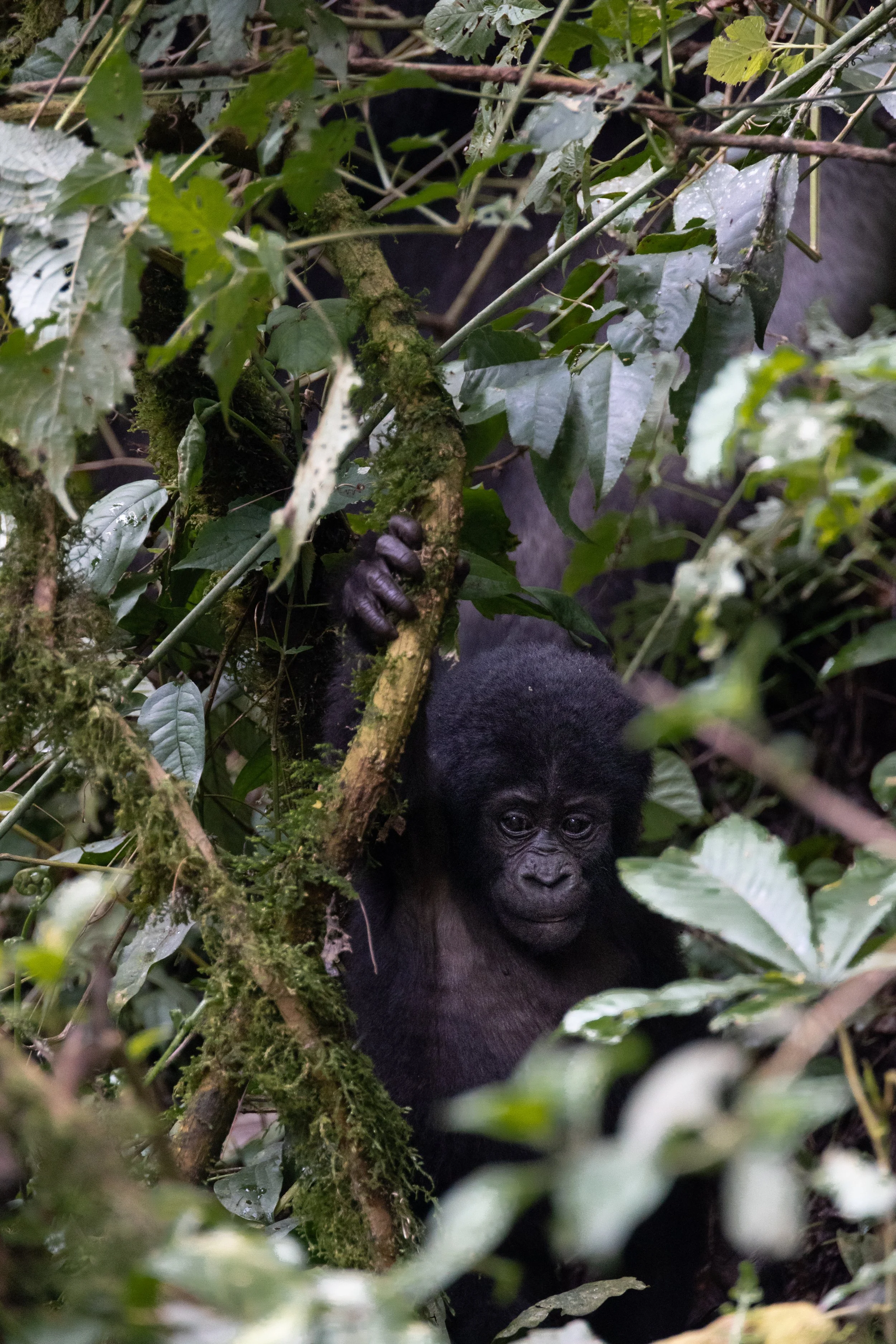 Jeune gorille entrain de jouer avec les lianes