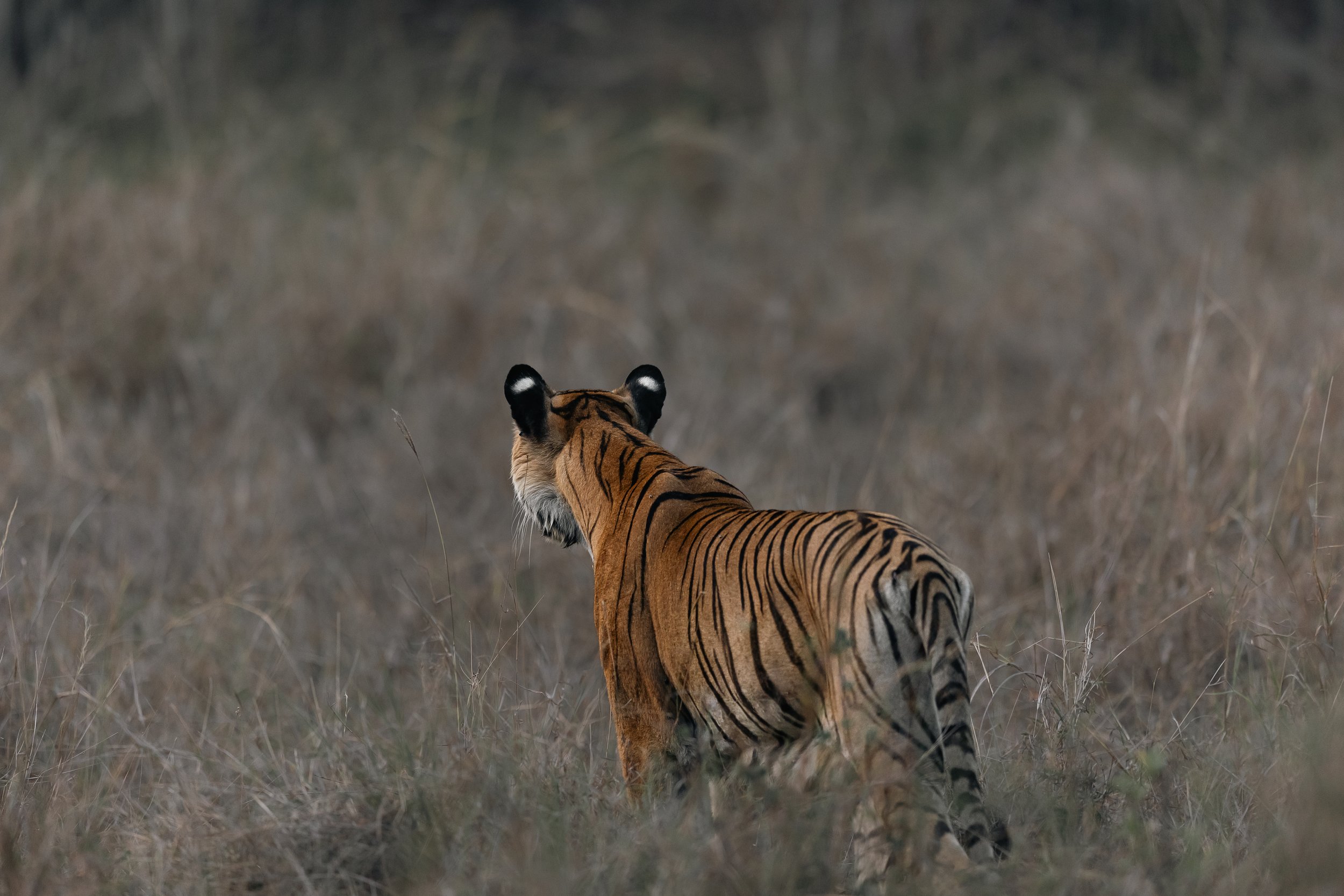 Tigre de dos dans les hautes herbes