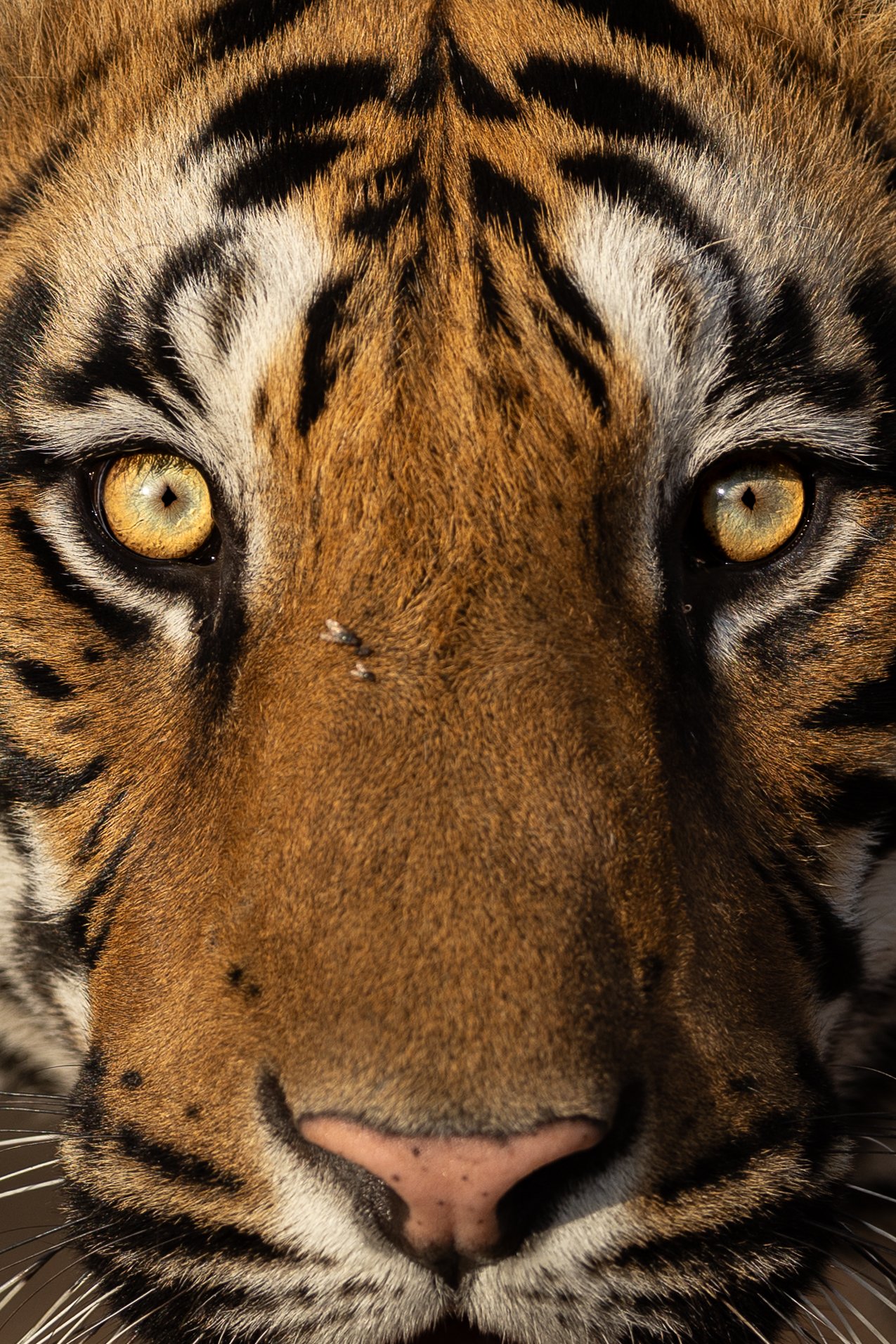 Portrait serré d'un tigre mâle