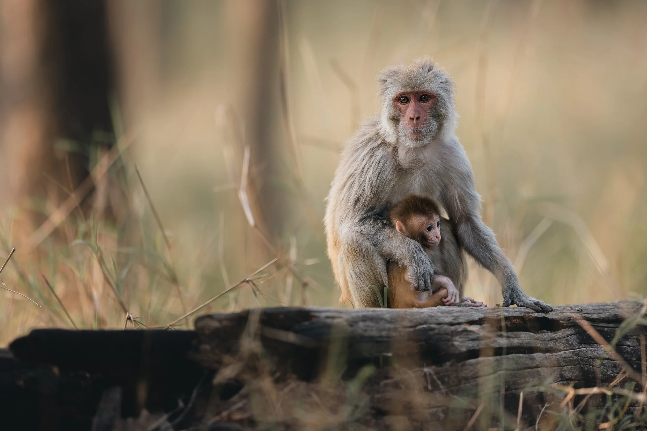 Mère macaque portant son petit dans les bras dans le parc national de Pench en Inde