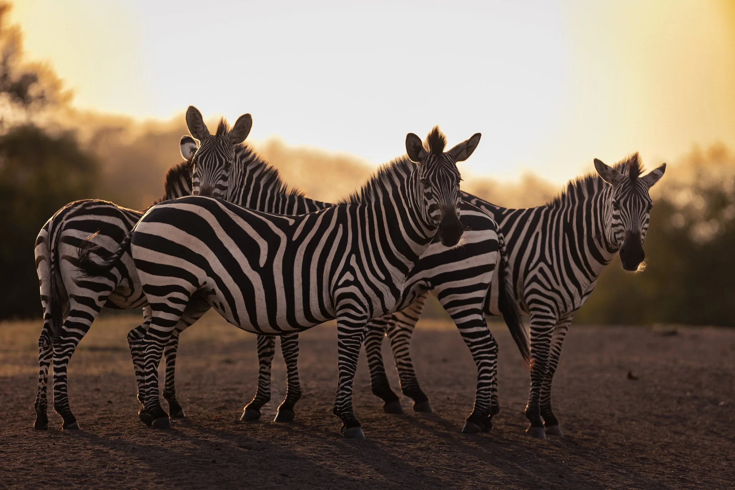 Zèbres des plaines au coucher du soleil dans le parc national du Lake Mburo en Ouganda.