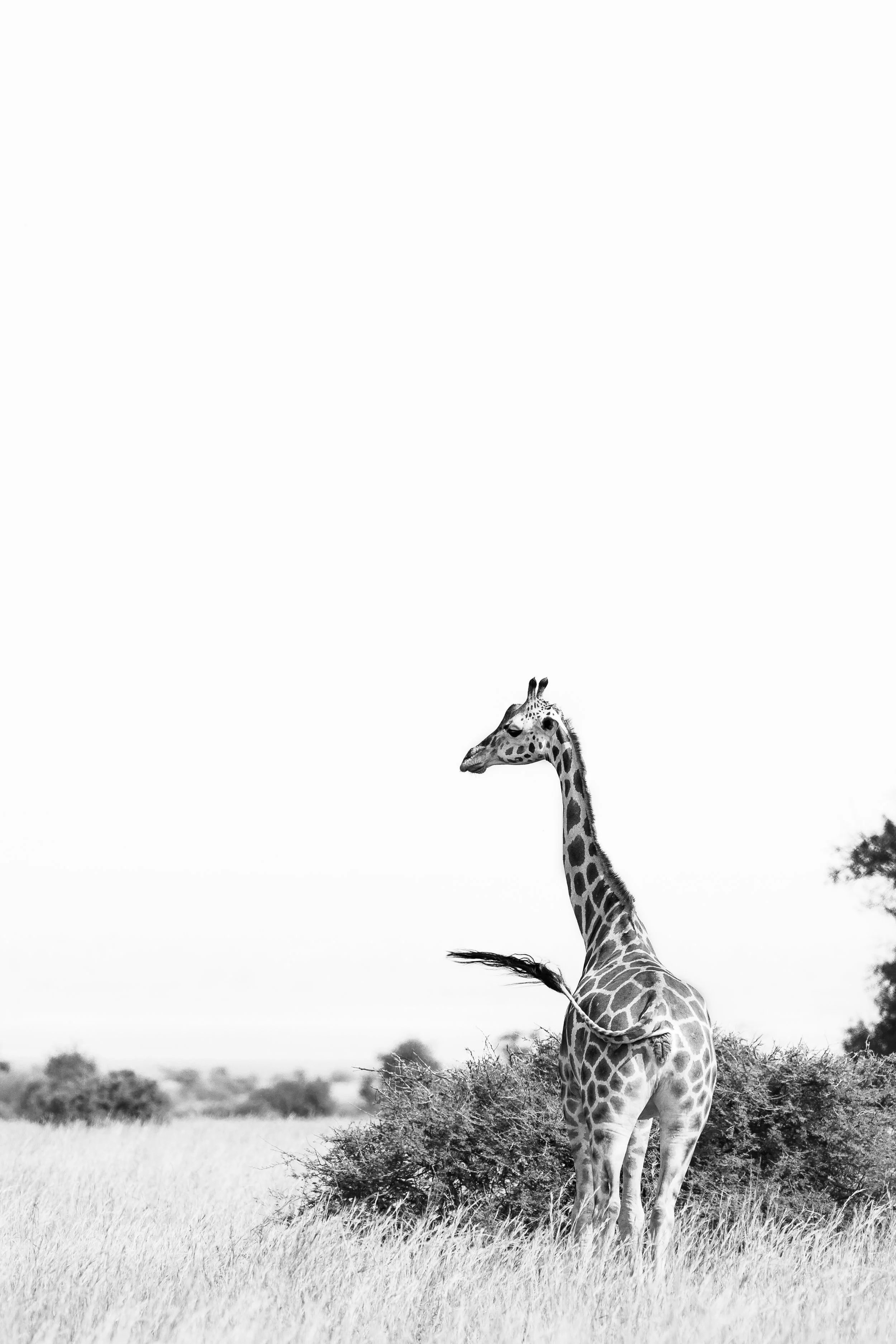 Girafe avec la queue en l'air