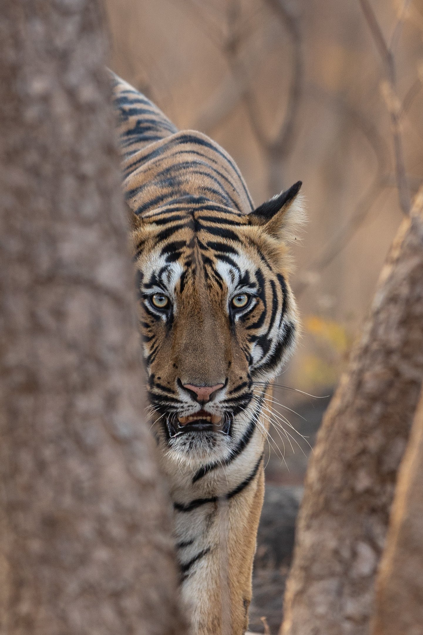 Portrait d'un tigre entre deux arbres