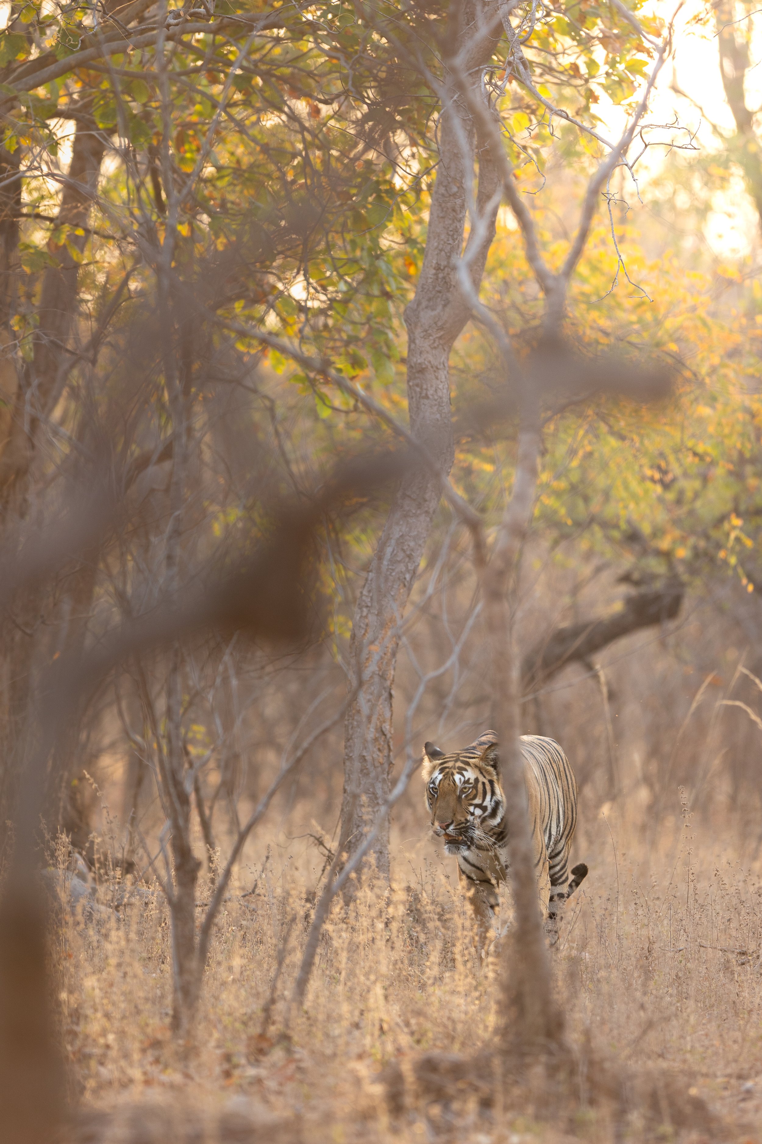 Tigre marchant dans la lumière dorée