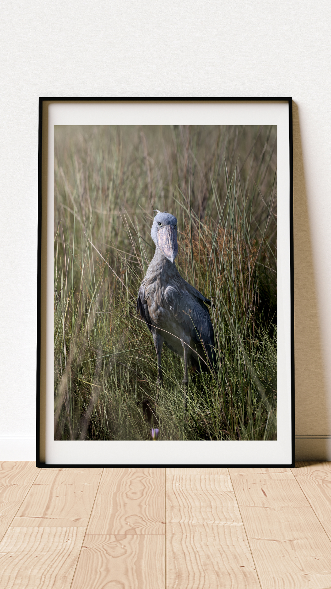 Shoebill