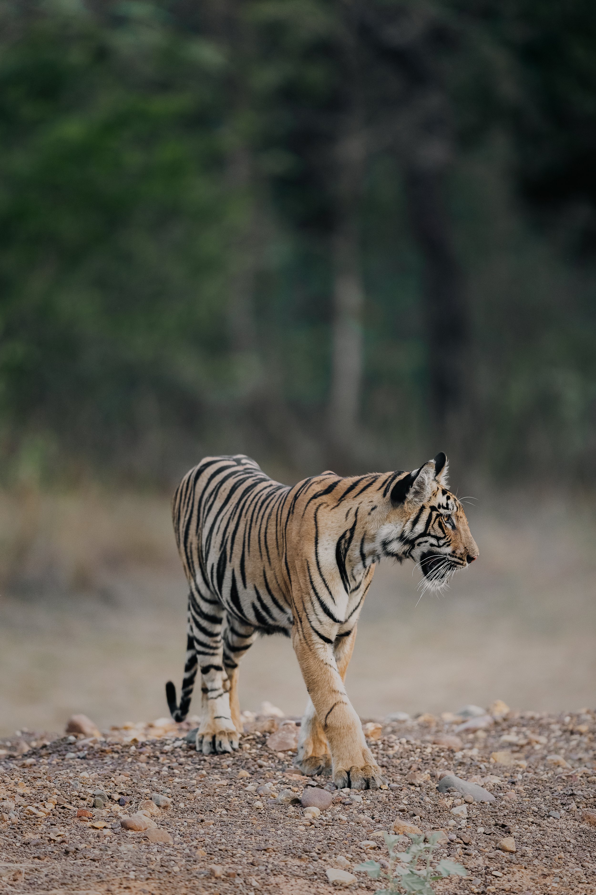 Jeune tigre sortant de l'eau