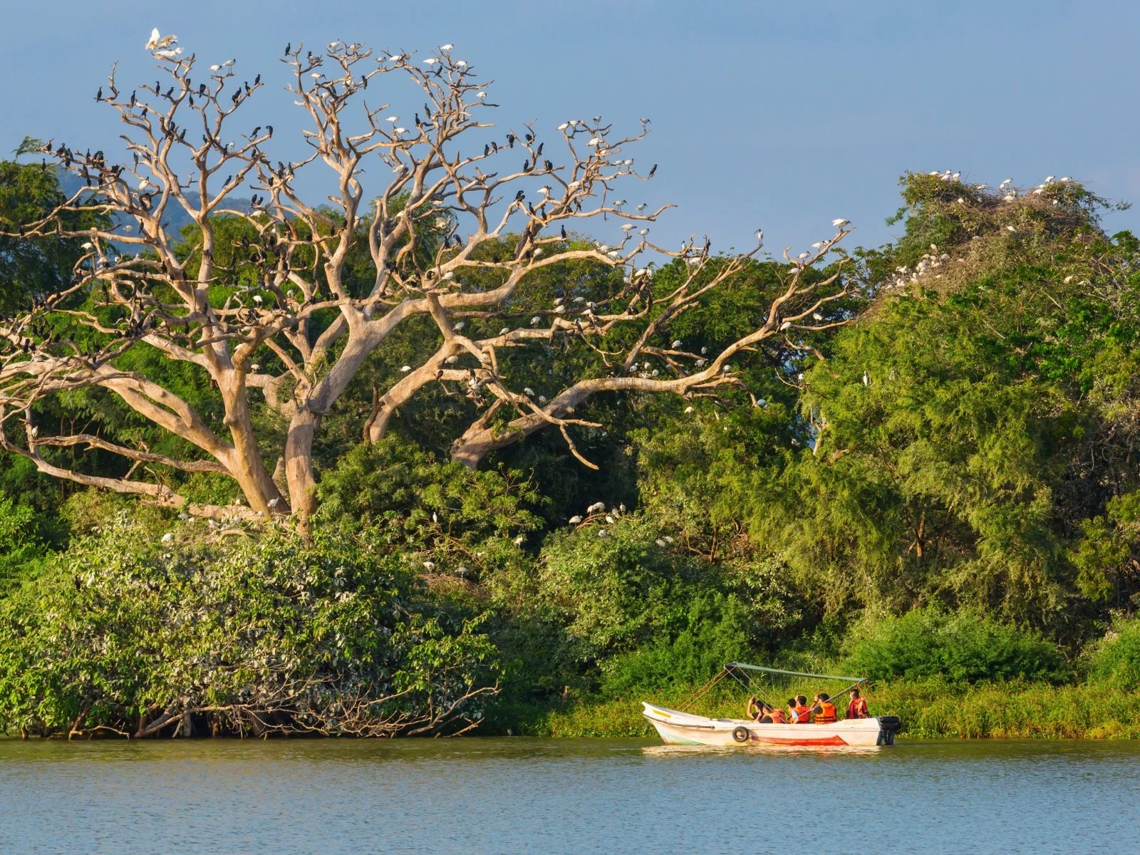 Sortie en bateau dans le cadre d'un safari.