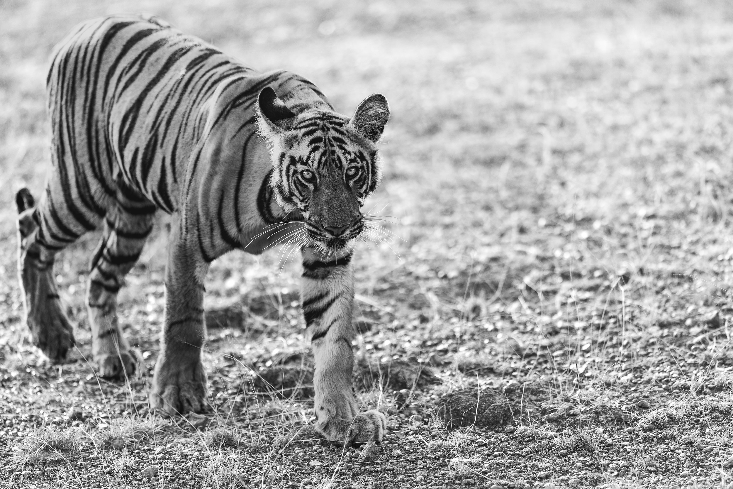 Jeune tigre marchant en regardant l'appareil photo