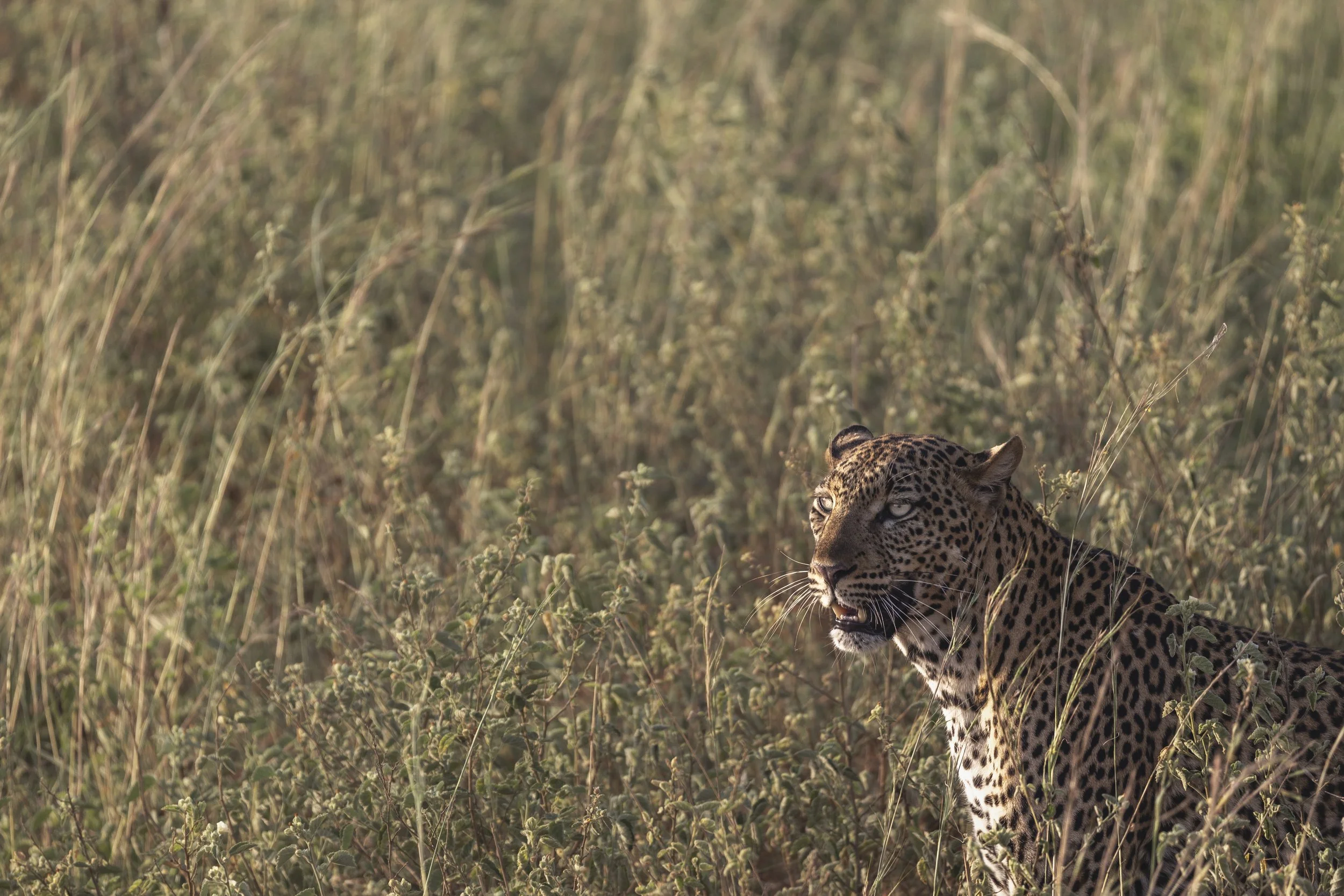 Léopard au coucher du soleil dans le parc nartional de Murchison Falls en Ouganda