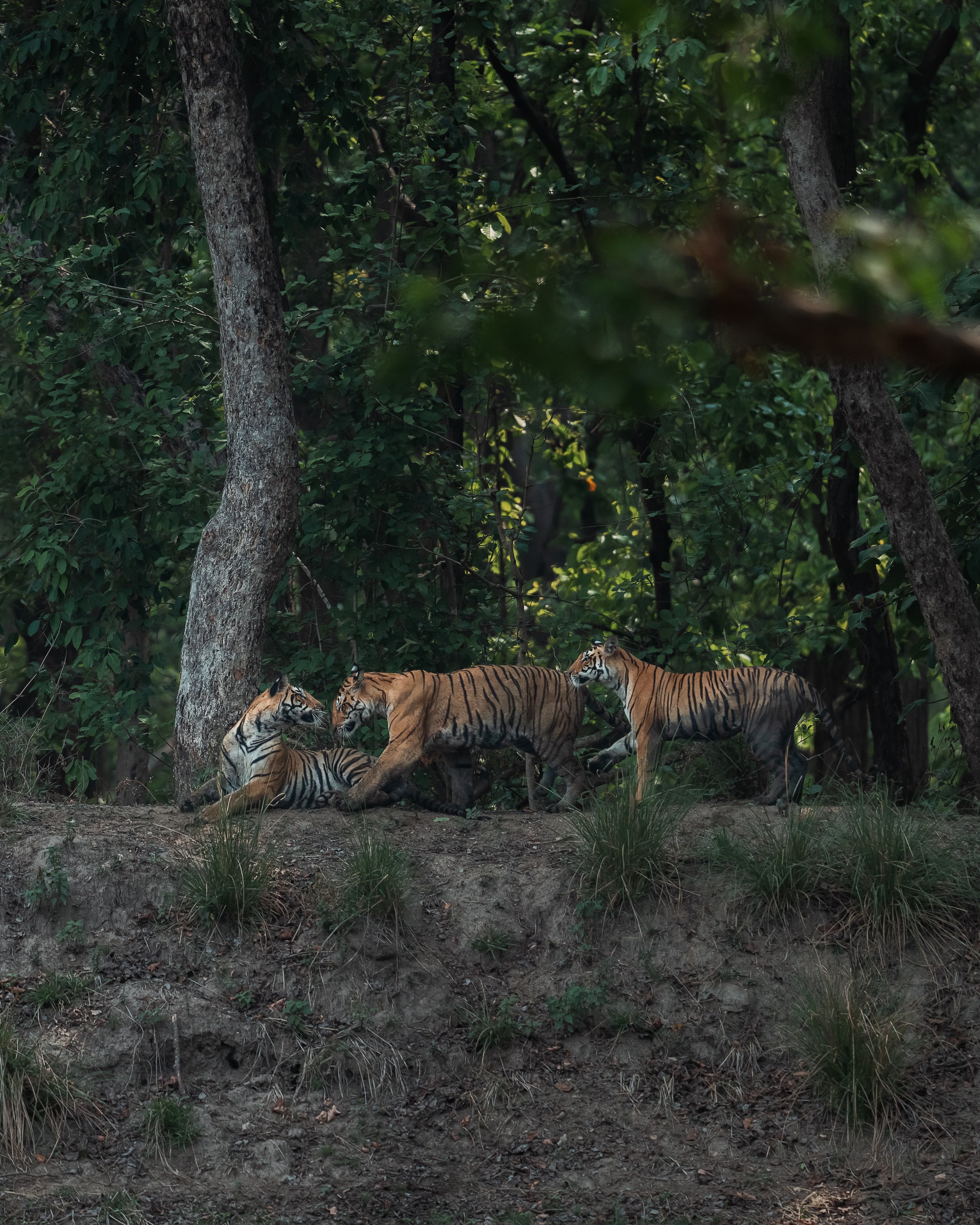 Trois tigres jouant ensemble