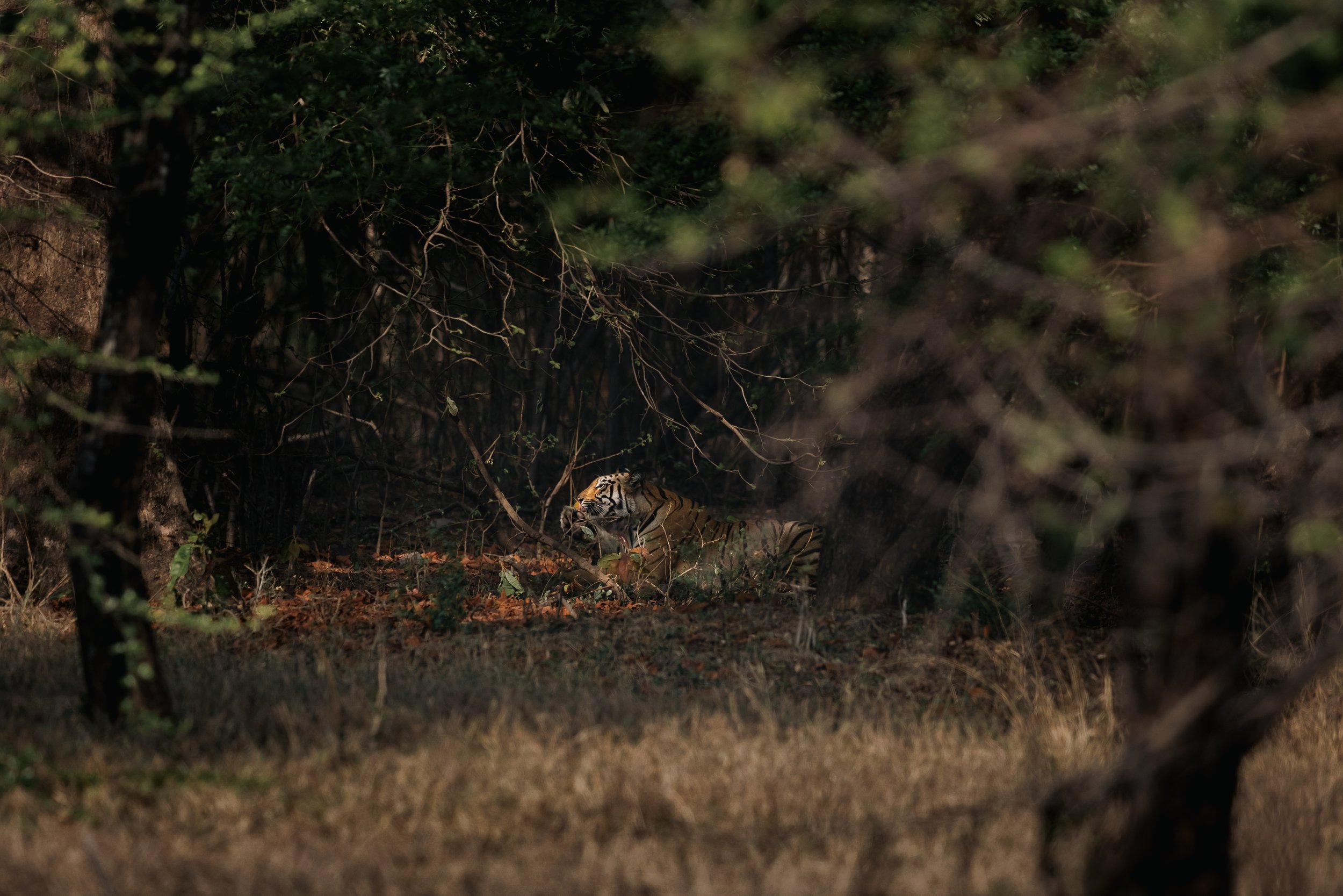 Tigre se lavant à l'abris des regards