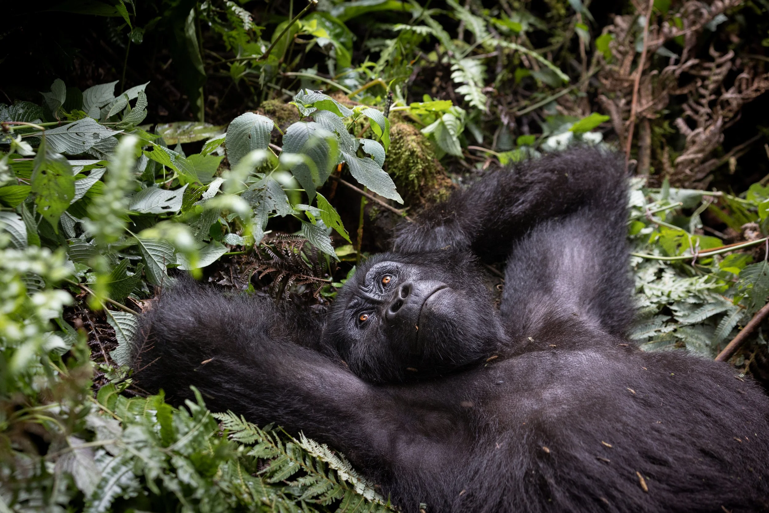 Gorille des montagne allongé dans les feuilles de la forêt impénétrable de Bwindi en Ouganda.