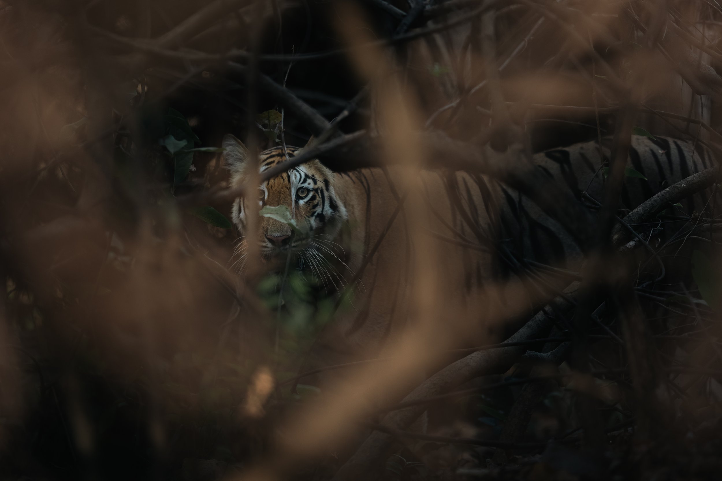 Tigre camouflé dans la végétation