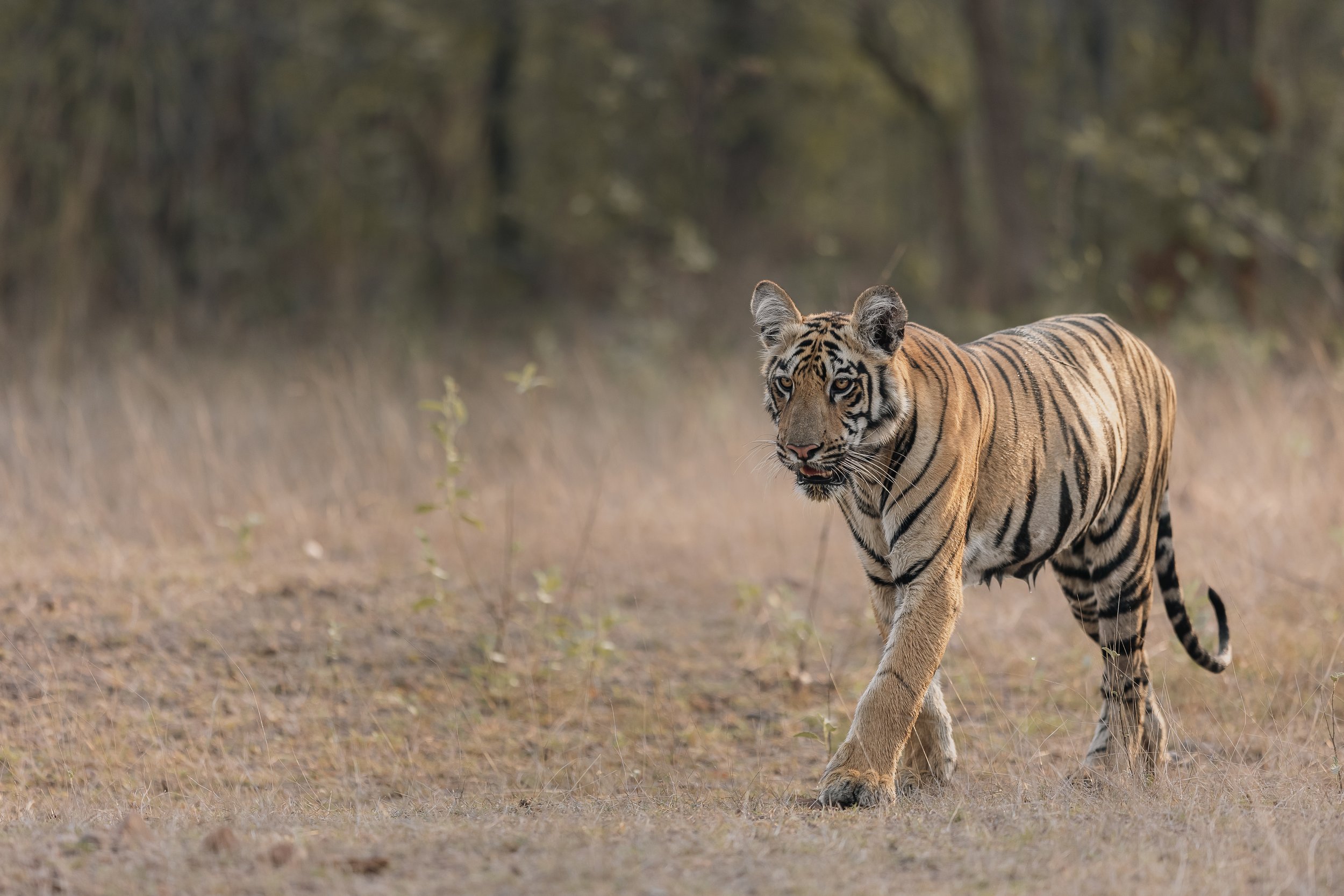 Tigre marchant
