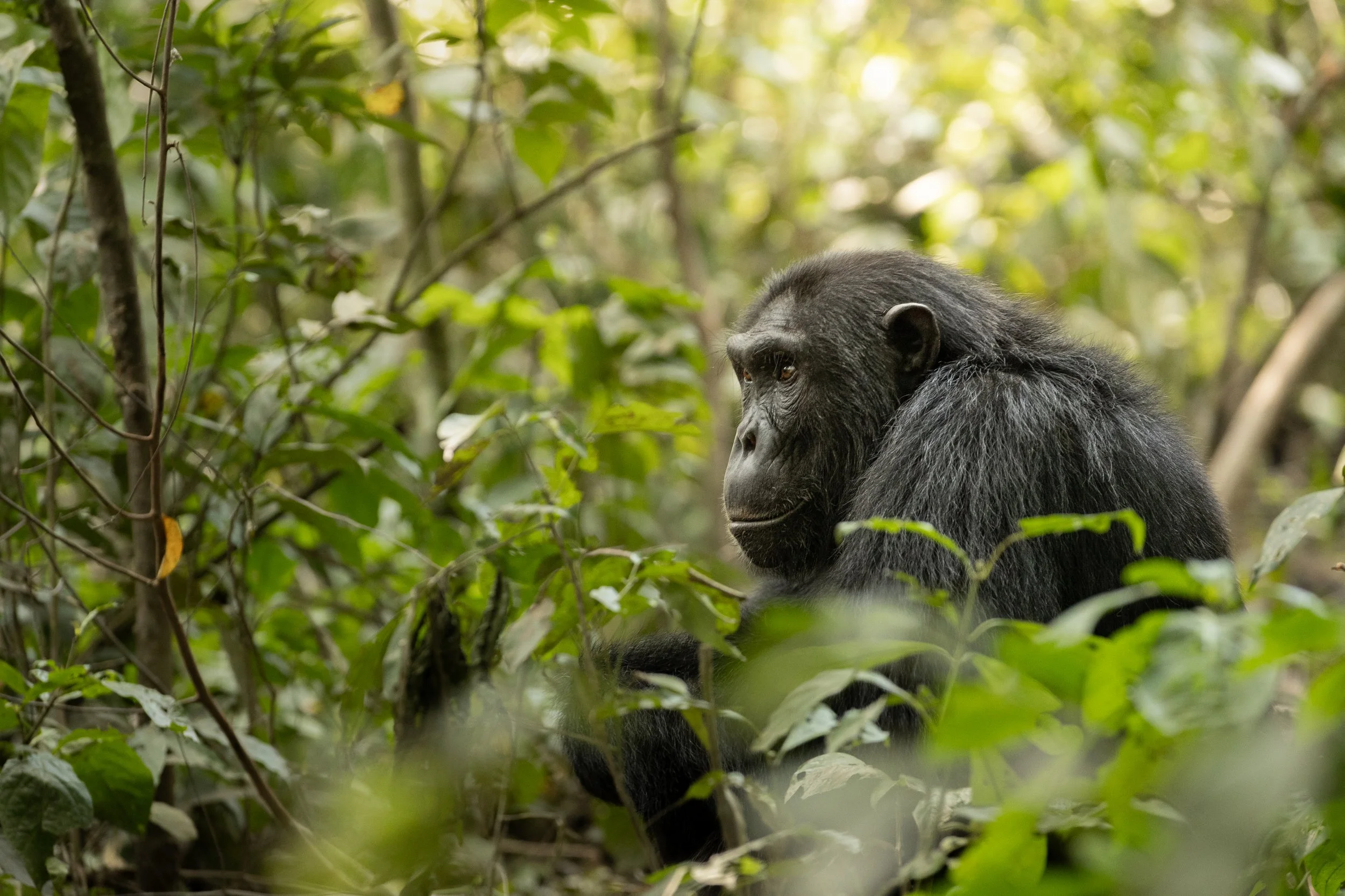 Portrait de chimpanzé dans la forêt de Kibale en Ouganda.
