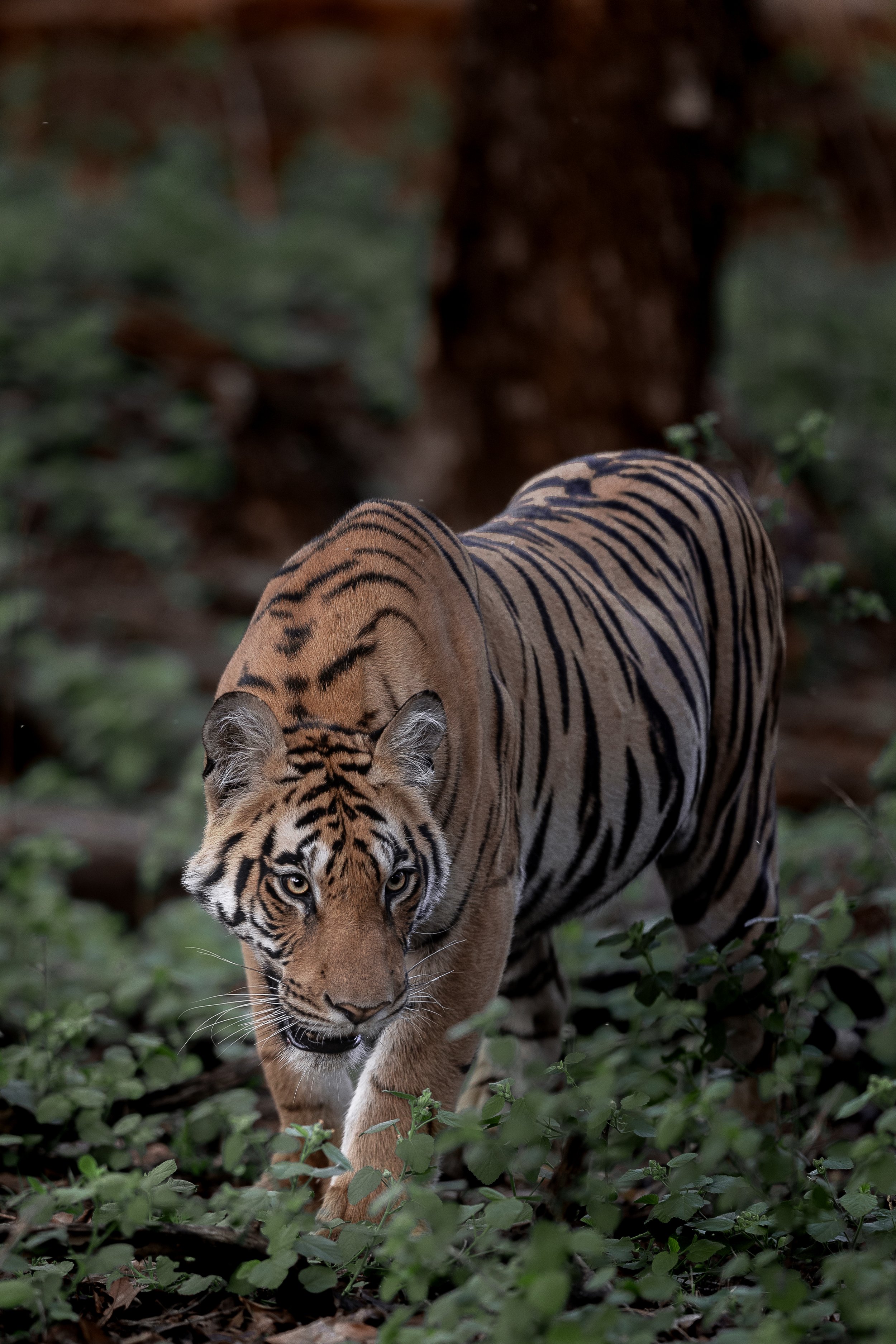 Tigre en position de chasse