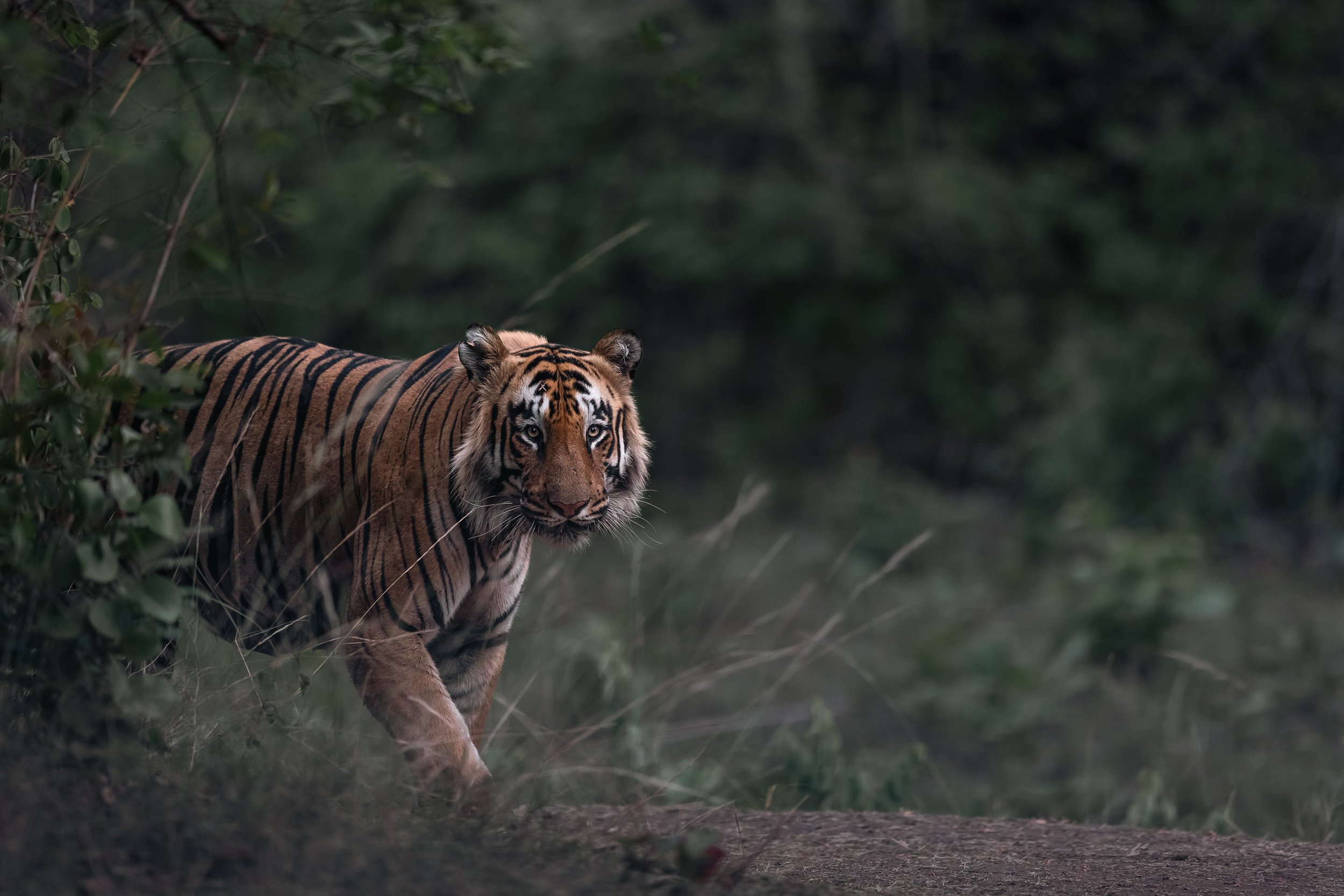 Tigre mâle marchant