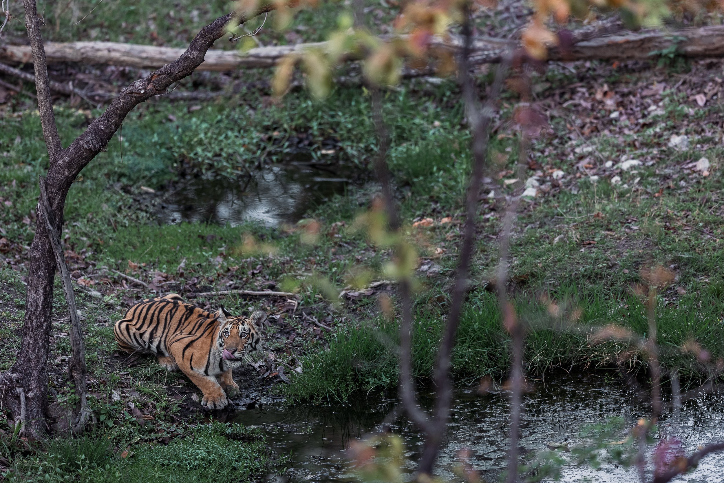 Tigre buvant