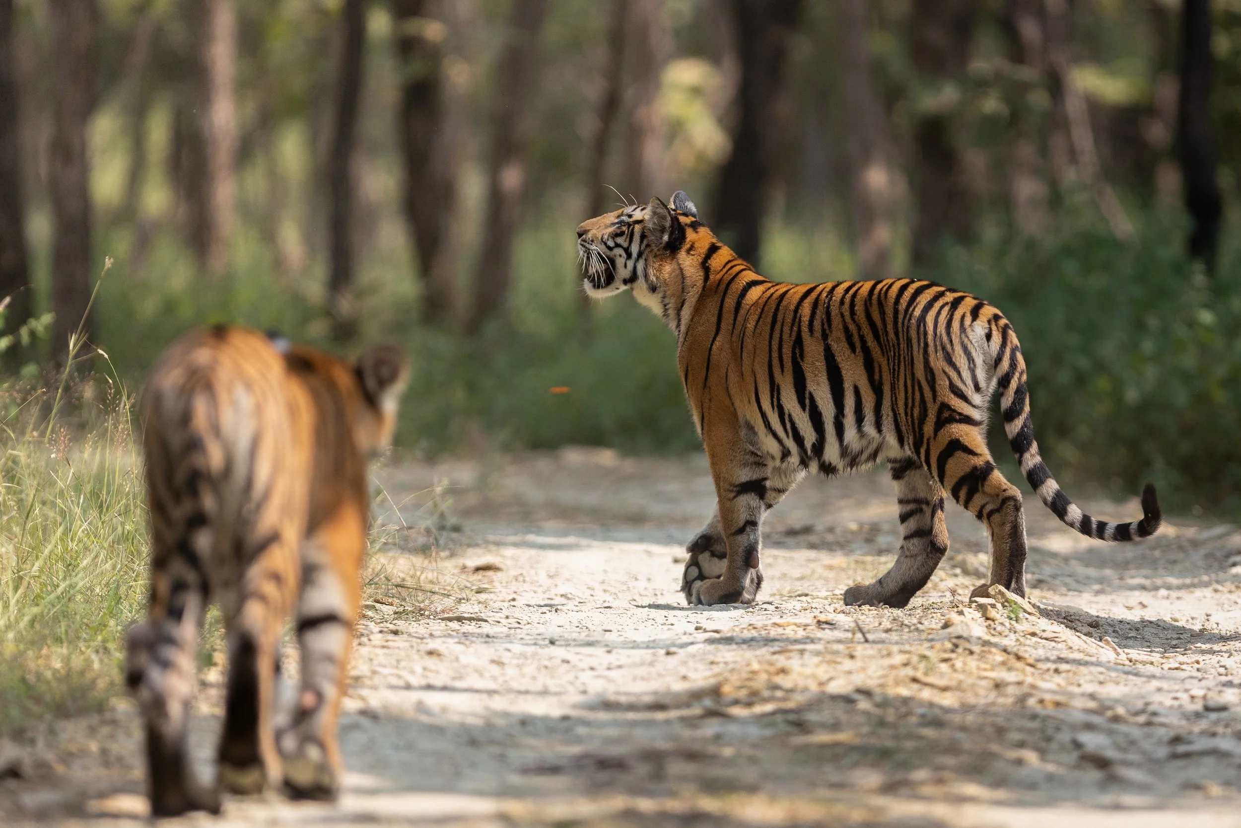 Deux jeunes tigres du Bengale marchant sur un chemin du parc national de Panna en Inde