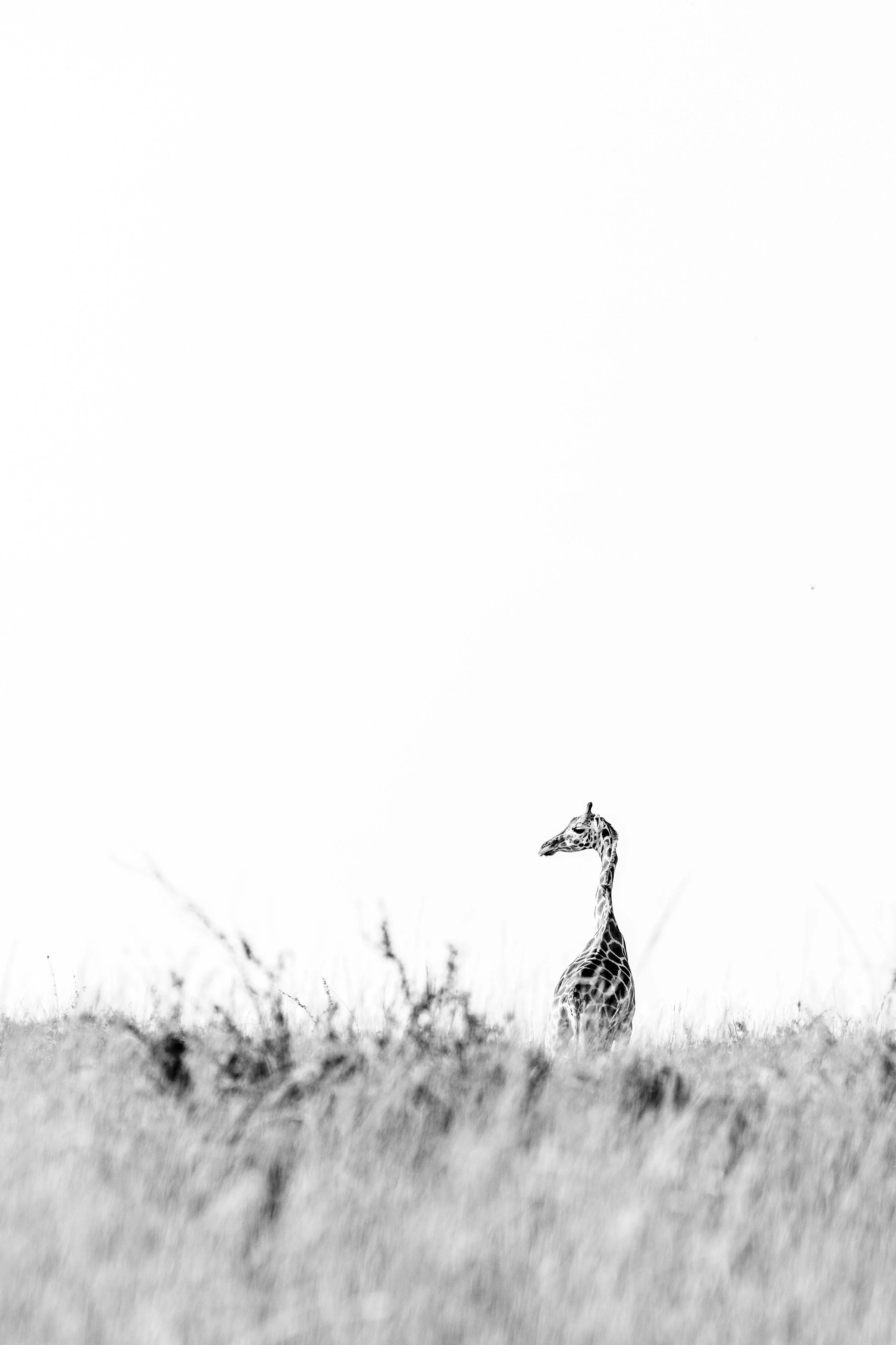 girafe regardant l'horizon