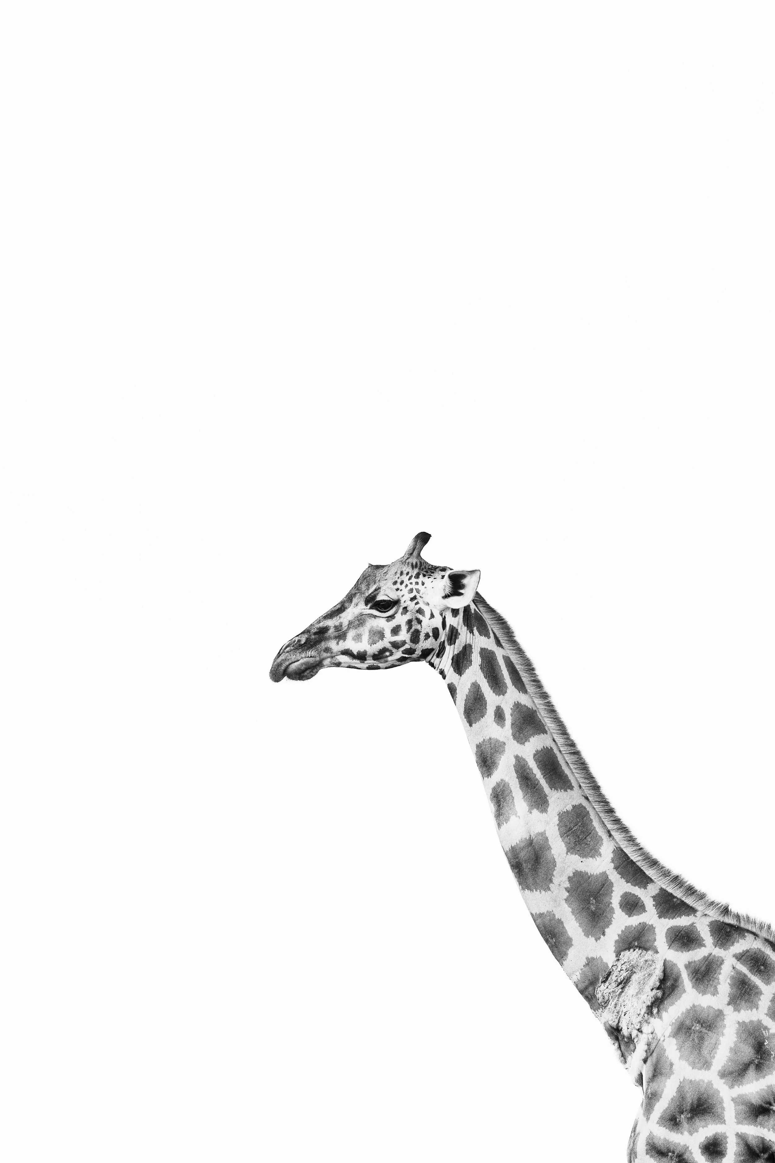 Girafe sur fond blanc