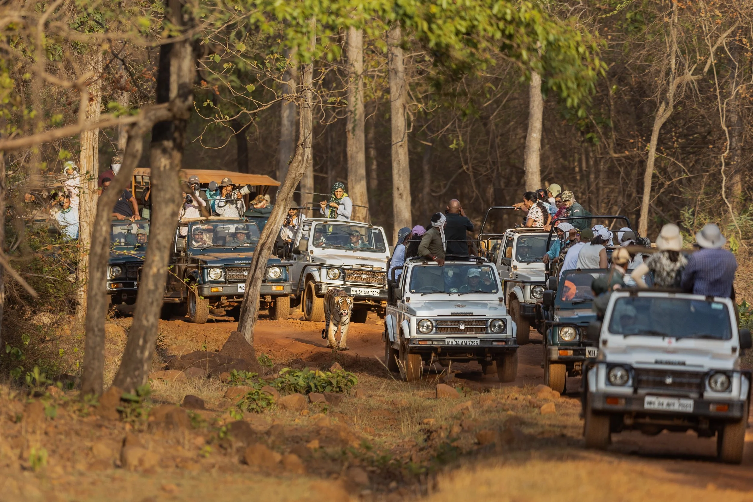 Tigre entourée de voiture avec des touristes dans le parc national de Tadoba en Inde.