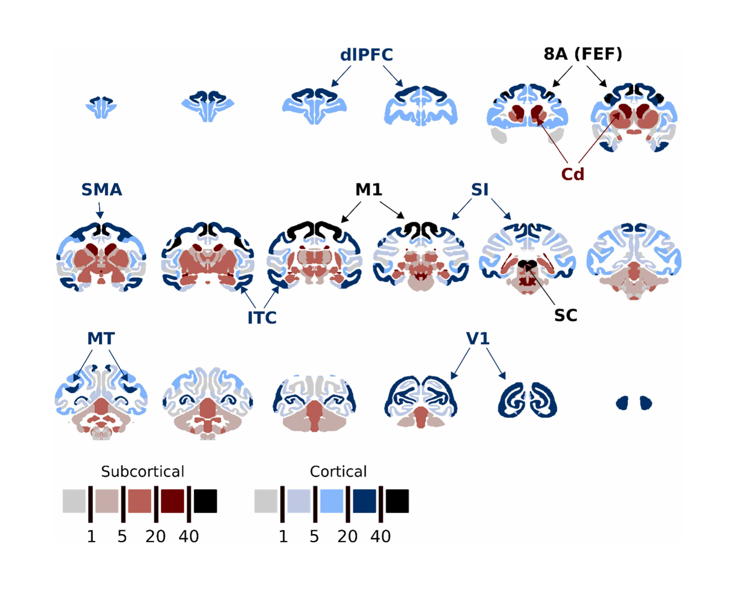 Murris et al. (2026) - Neuroscience and Biobehavioral Reviews