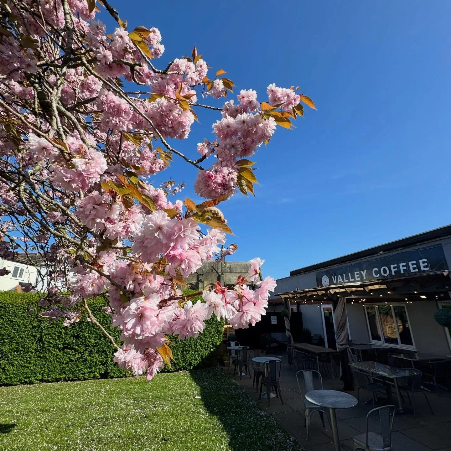 Voted World&rsquo;s Best Independent Blossom Tree Coffee Shop 2026! 🏆 🎉 

*100% of the vote(s) were taken by, counted by and cast by a single individual&hellip; who may or may not be the admin of this account&hellip;. Still counts though right?
