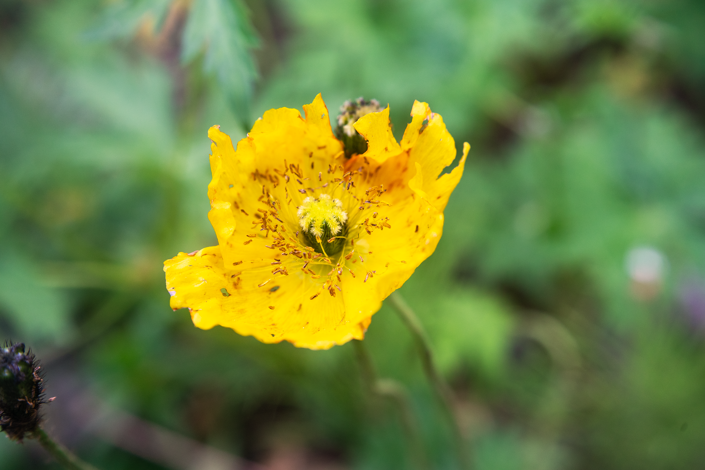 DSC03717_S.png
