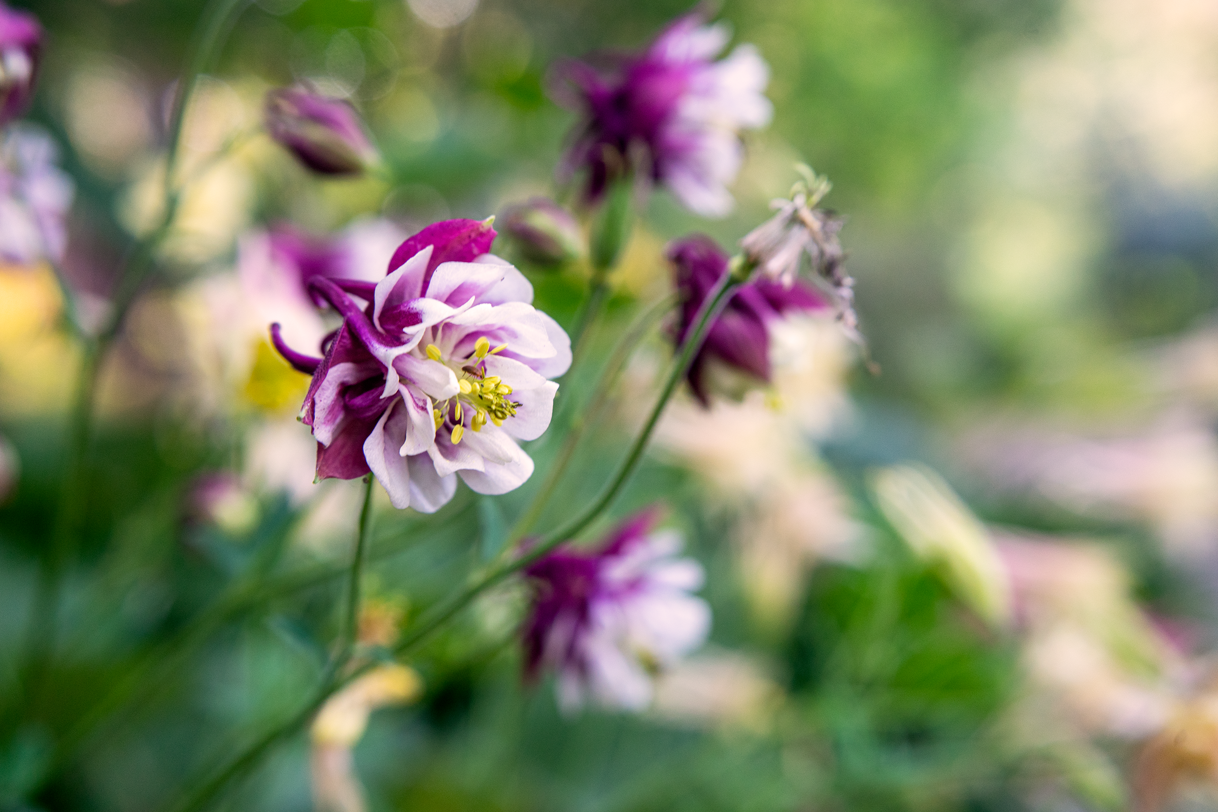 DSC03586_S.png