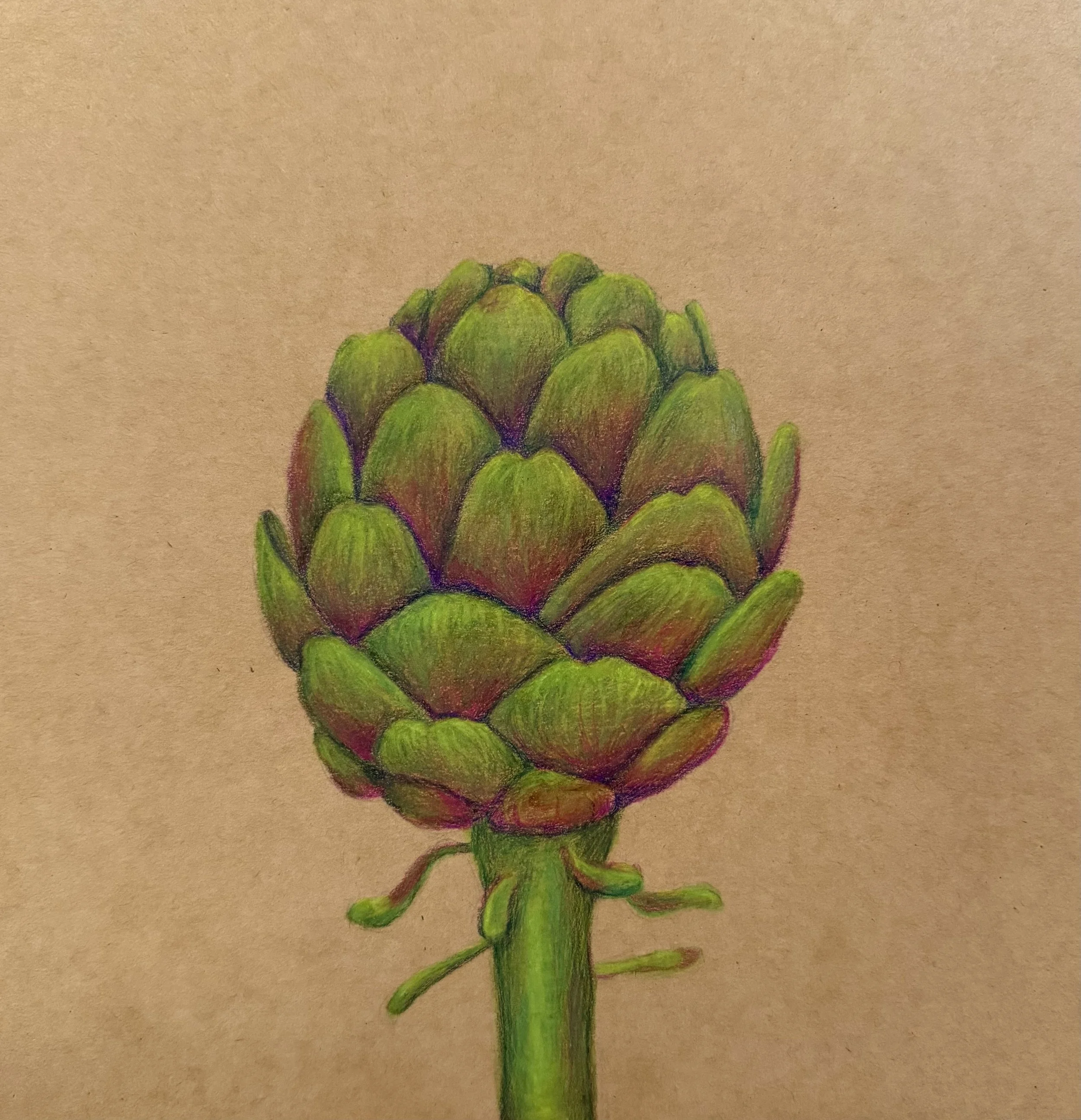Artichoke