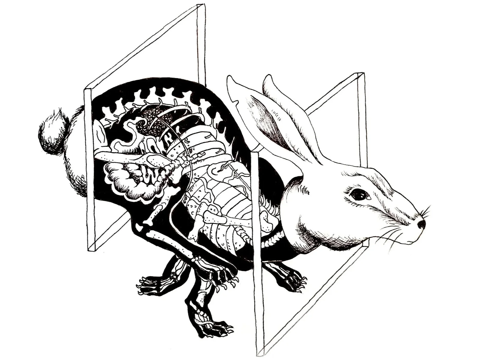 Through the Looking Glass