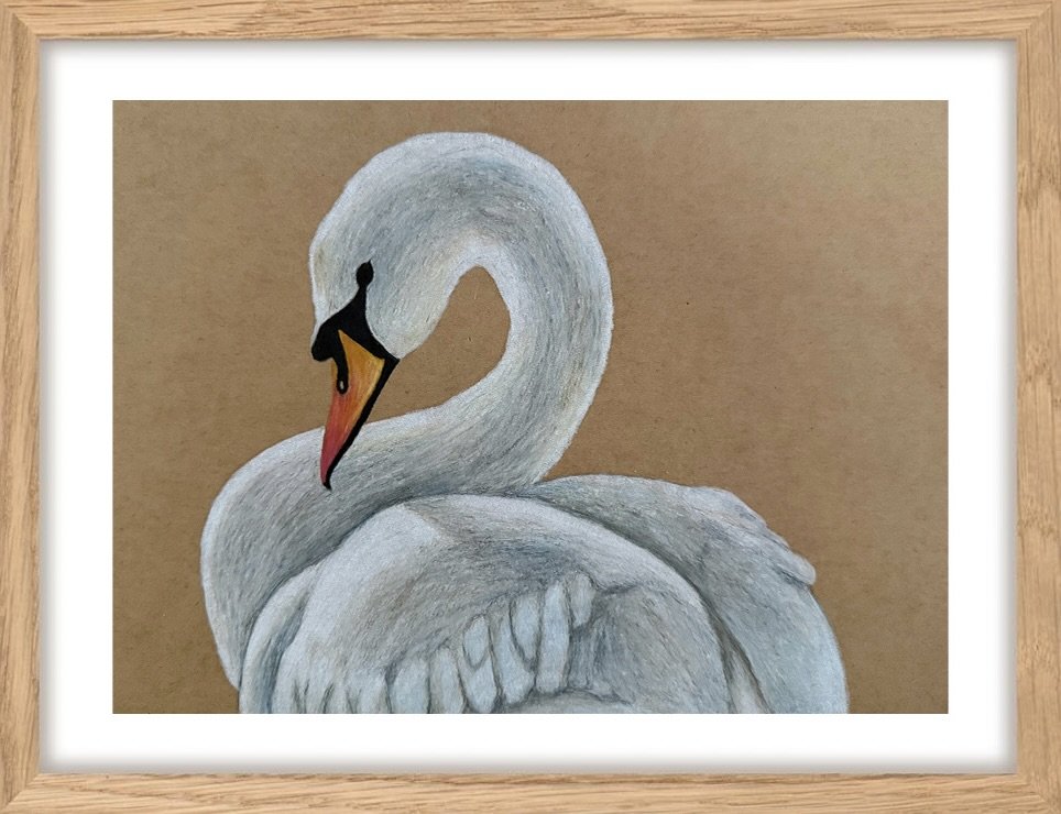 swan illustration 2026 7x9" 2.jpg