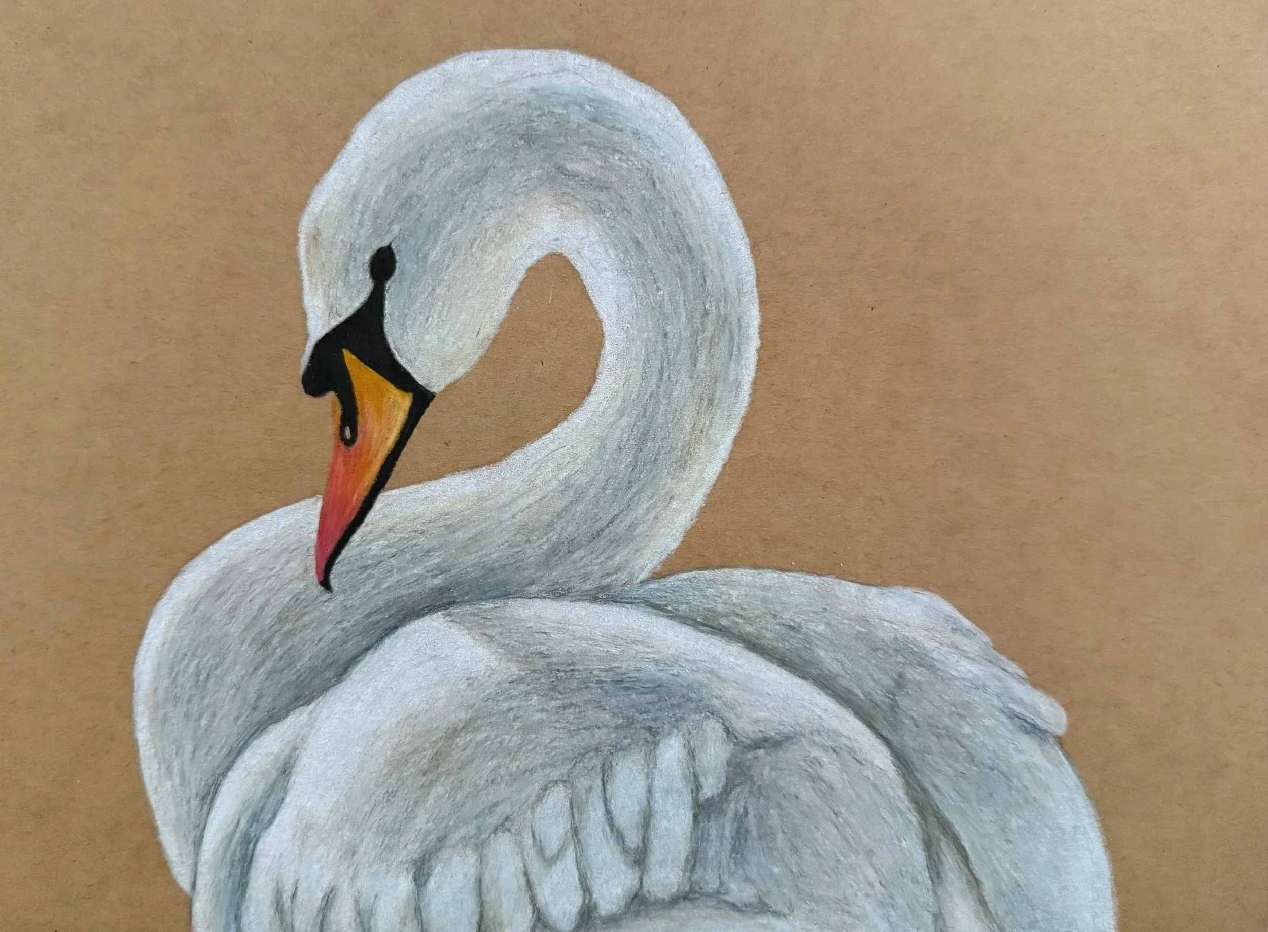 swan%2Billustration%2B2026%2B7x9%252522.jpg