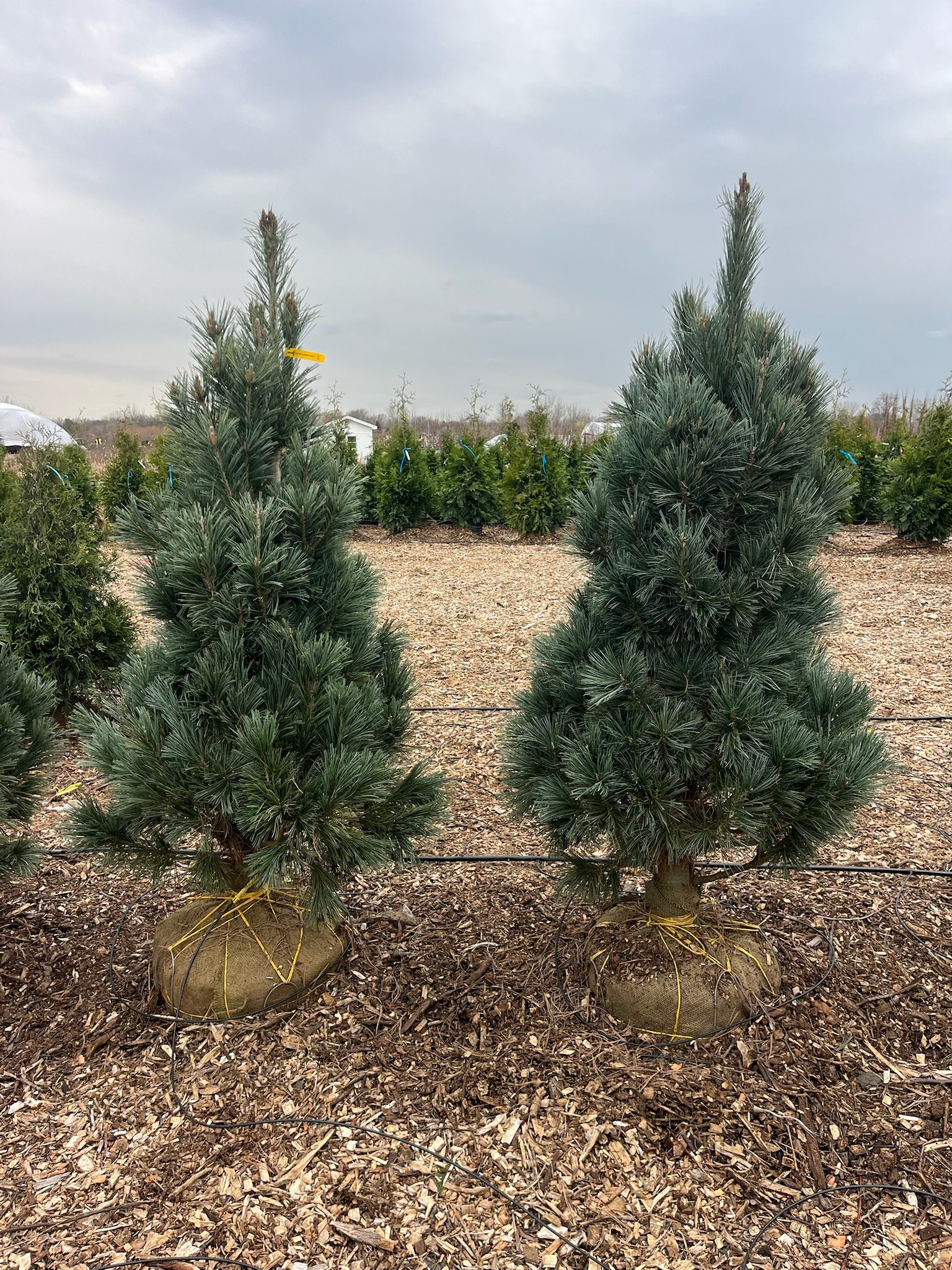 5ft Pinus flexilis ‘Vanderwolf Pyramid’