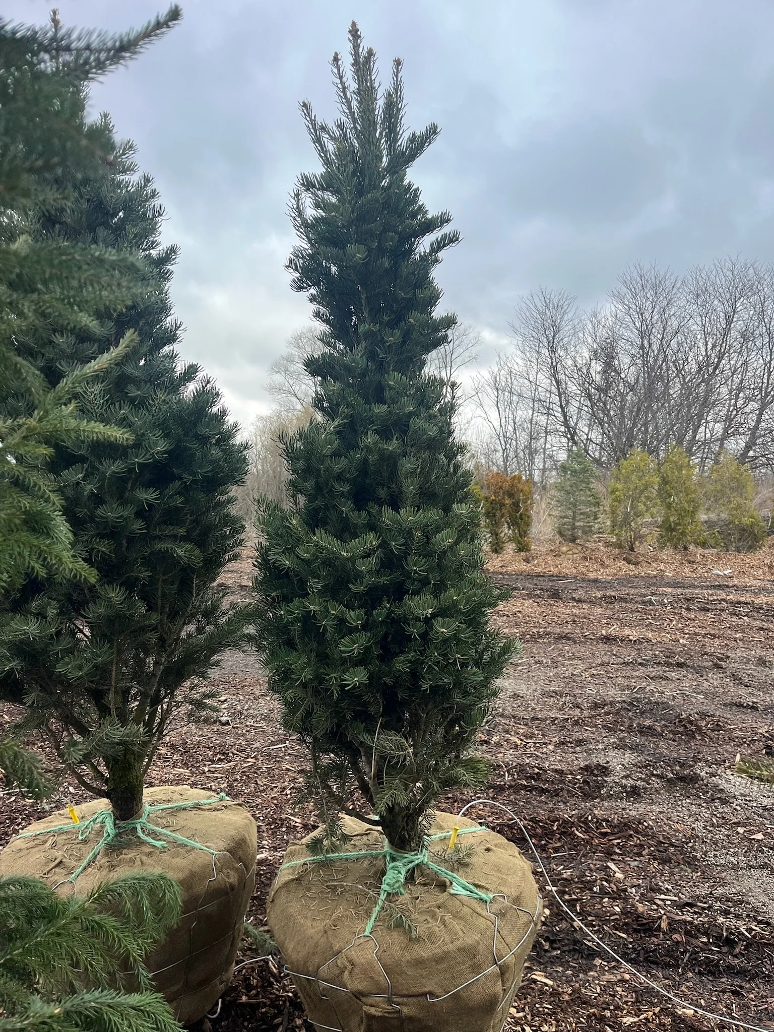6ft Abies concolor ‘Fastigiata’