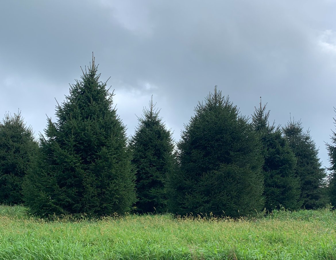 18ft & 20ft Picea abies (special order)